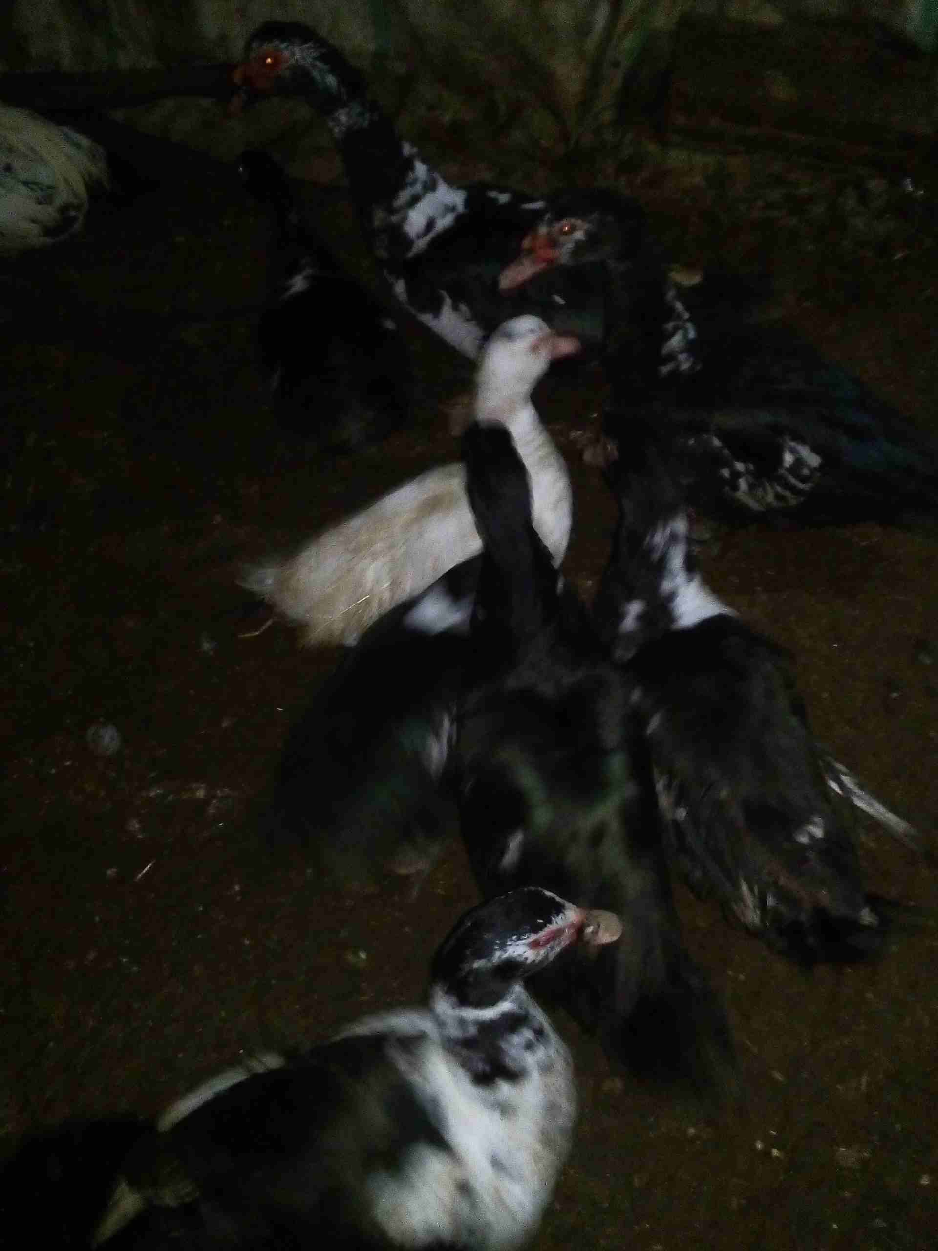 يوجد بط للبيع
لا تنسَ أنك شاهدت هذا الإعلان في عنكبوت
يوجد بط للبيع نوع كسوفي 3ذكور و5 اناثي...
