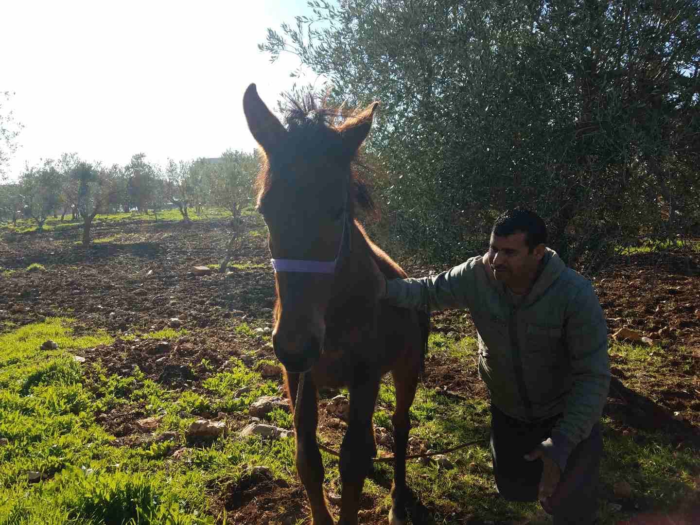 خيل للبيع بسعر مغري
لا تنسَ أنك شاهدت هذا الإعلان في عنكبوت
خيل للبيع بسعر مغري
عمره سنتين وشه...