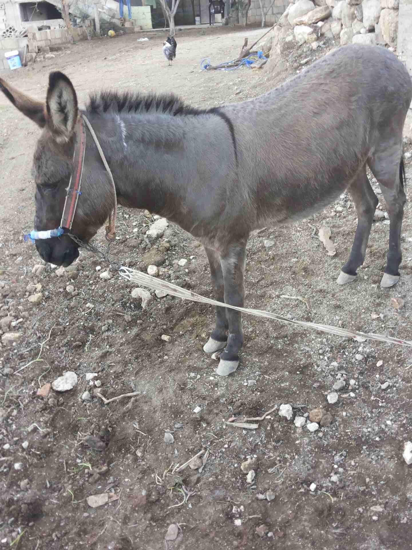 بهيمه حراثه
لا تنسَ أنك شاهدت هذا الإعلان في عنكبوت
بهيمه حراثه كفاله...