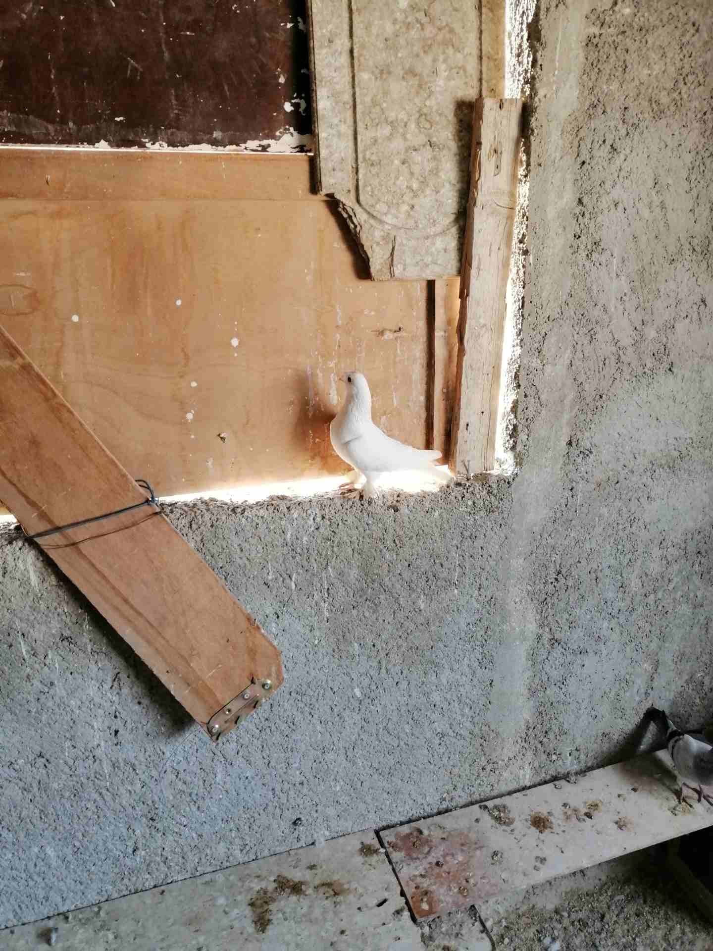 فحل مخلف ومخلص طير حمام نخب النخب موجود في الزرقاء
لا تنسَ أنك شاهدت هذا الإعلان في عنكبوت
مكاوي...