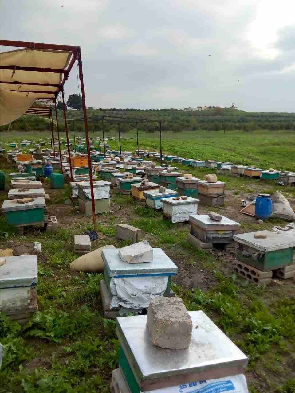 عسل من نهر الأردن الأغوار الشماليه
لا تنسَ أنك شاهدت هذا الإعلان في عنكبوت
عسل حمضيات
عسل السدر...