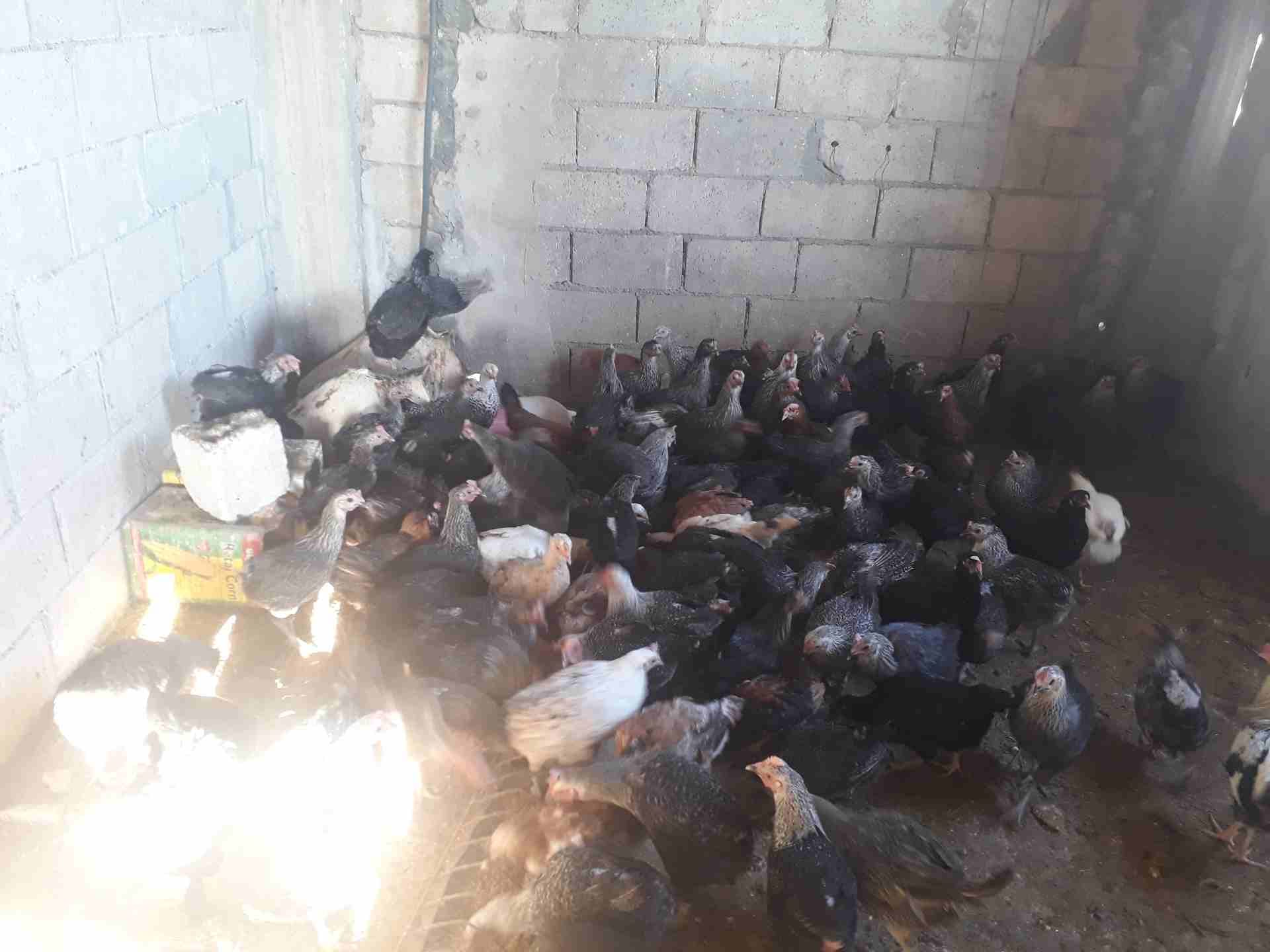 جاج بلدي و فيومي سعر حرق يوجد دجاج بلدي و فيومي سعر تب نضافه عمر الدجاج سنه الكو
لا تنسَ أنك شاهدت هذا الإعلان في عنكبوت...