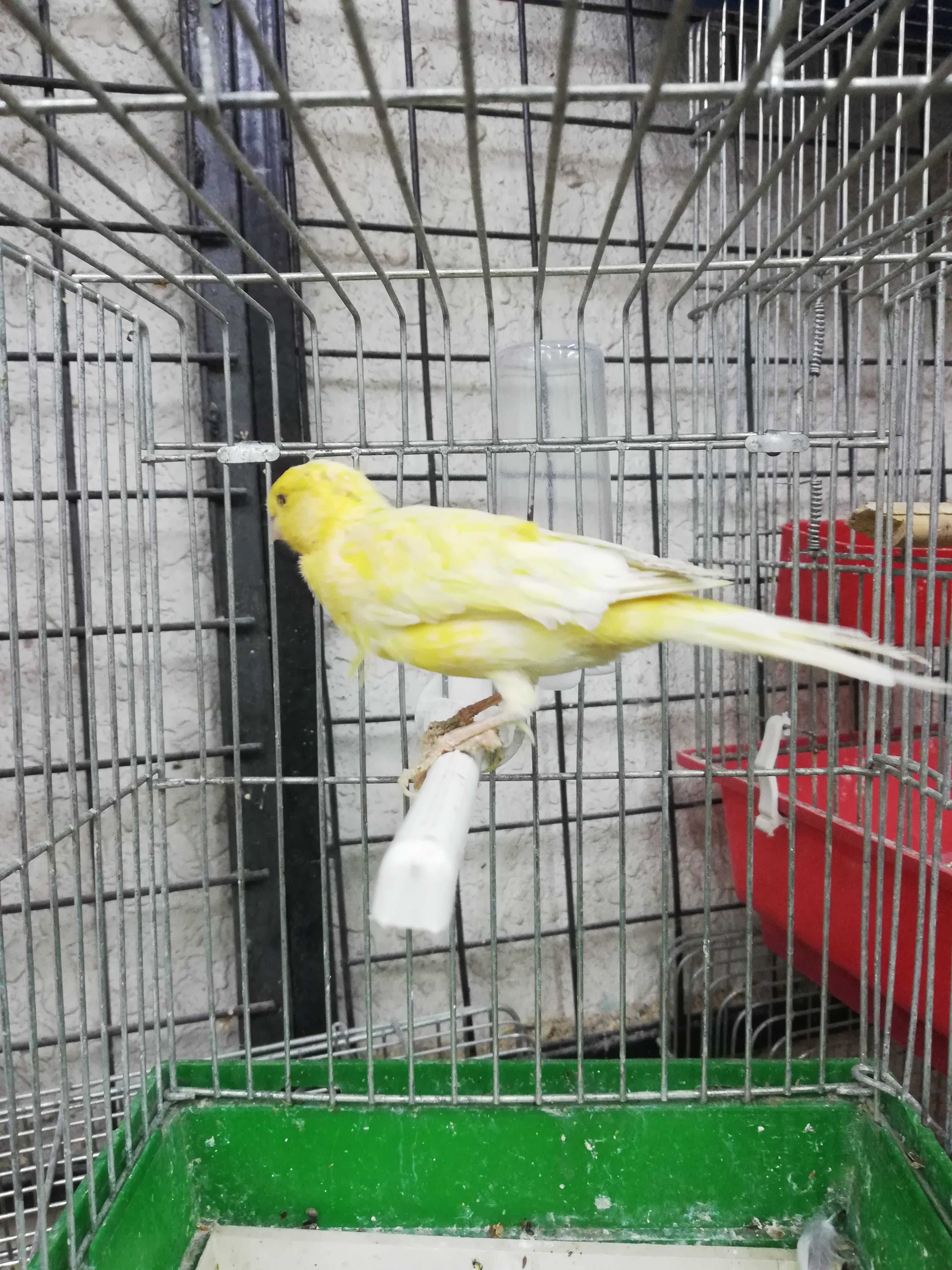 عرررررض خااااص نااااار
لا تنسَ أنك شاهدت هذا الإعلان في عنكبوت
فحل كنار ليموني
عباره عن كسار...
