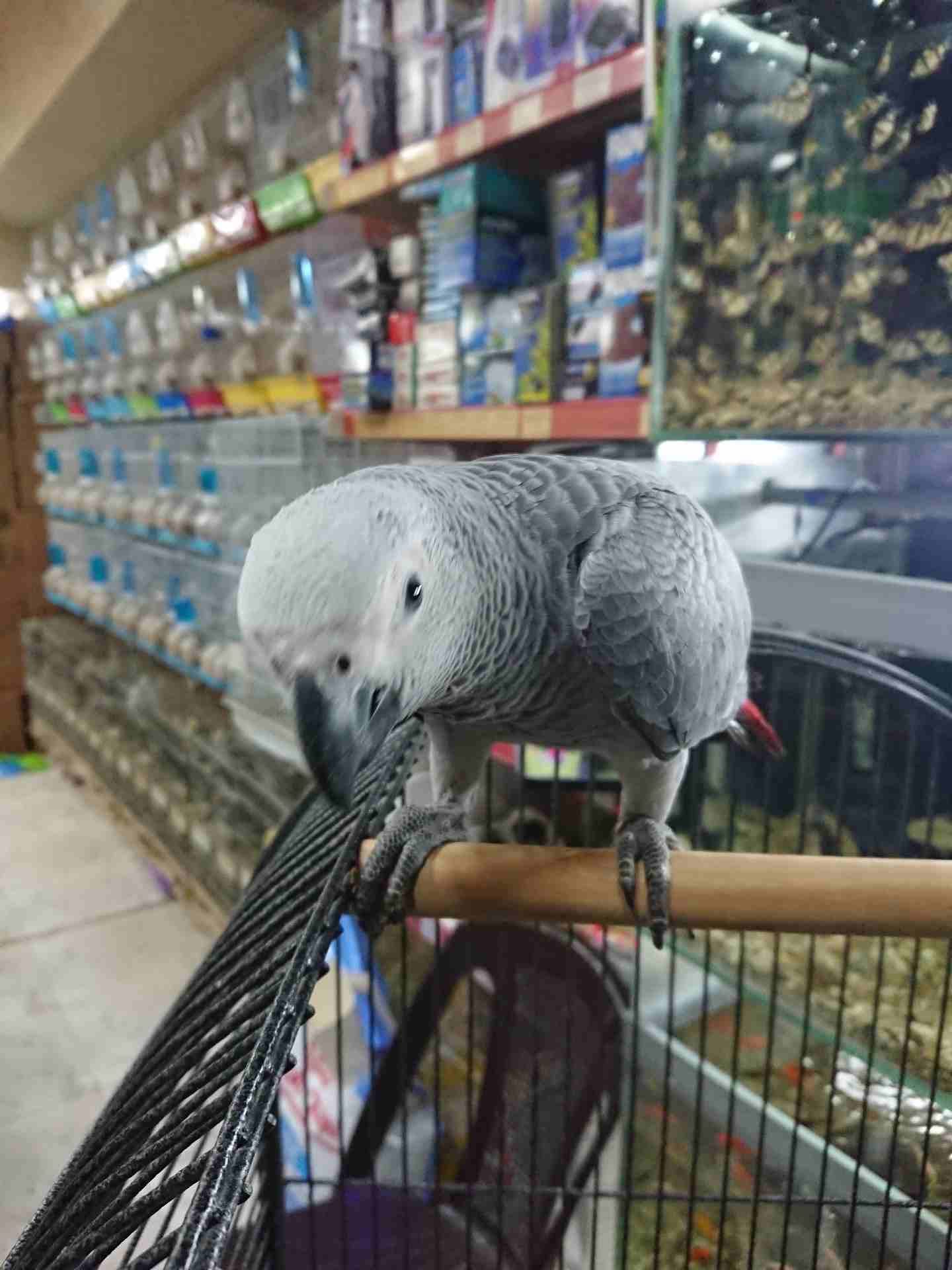 فرخ كاسكو مزارع للمربين الكاسكو فرخ الحلم عين سودة حجل دهبي رأس الطير.
لا تنسَ أنك شاهدت هذا الإعلان في عنكبوت...