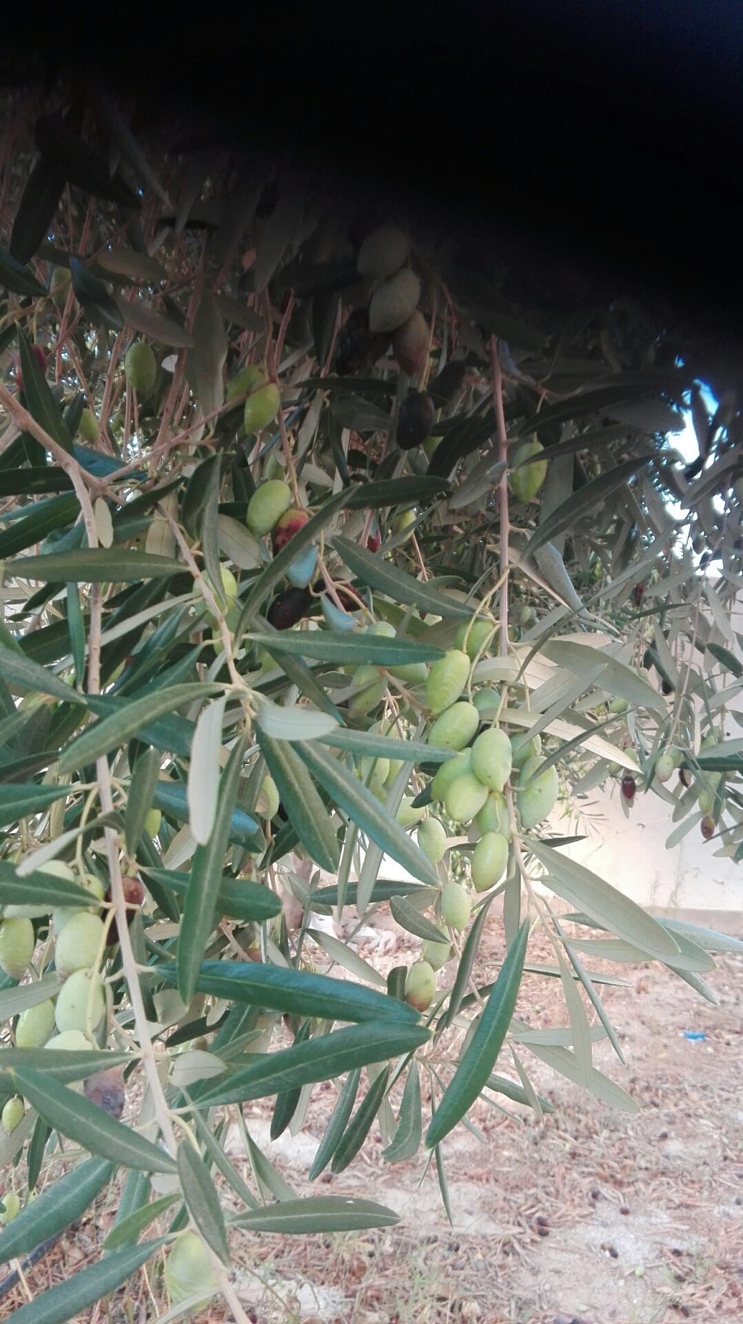 زيت زيتون بلدي بعل من جبال الطفيله
لا تنسَ أنك شاهدت هذا الإعلان في عنكبوت
يوجد زيت زيتون بل...