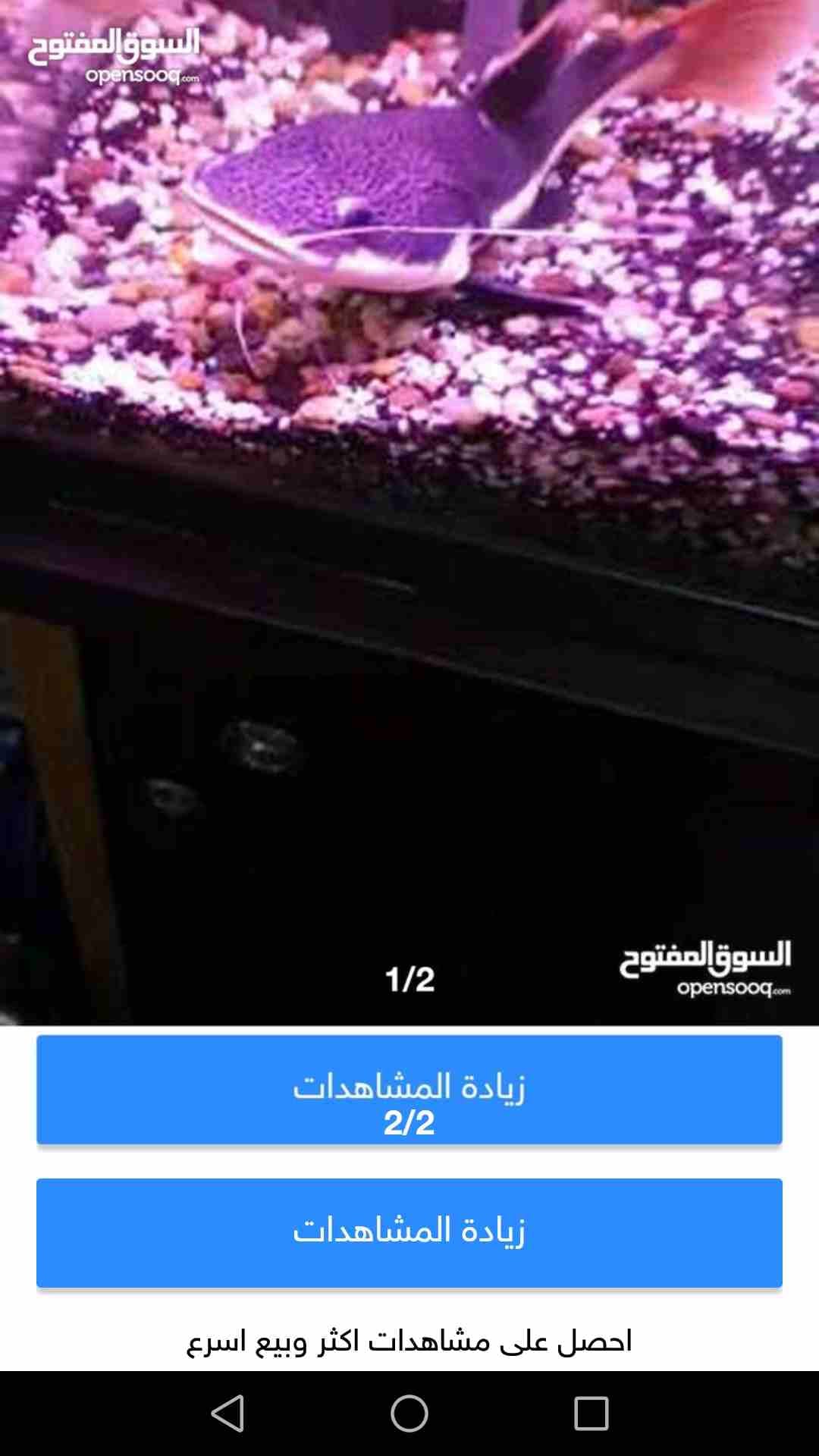 سمك ريد تيل فيش وبيرانا ابيض للبيع بسعر مغري
لا تنسَ أنك شاهدت هذا الإعلان في عنكبوت
سمك للبيع حب...