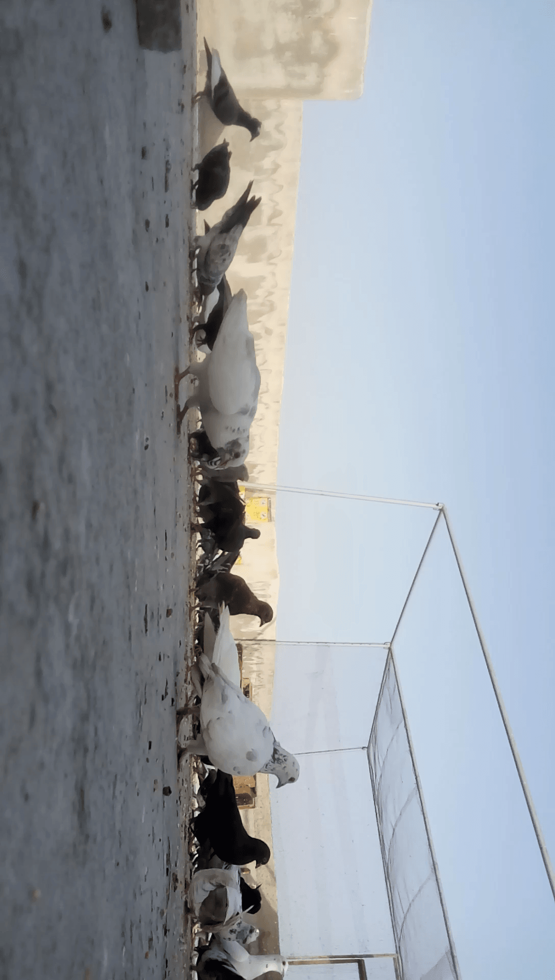 اوز جامبو
لا تنسَ أنك شاهدت هذا الإعلان في عنكبوت
للبيع 6وزات ذكر وانثى و 4 فراخ عمر الحبه 9 شهو...