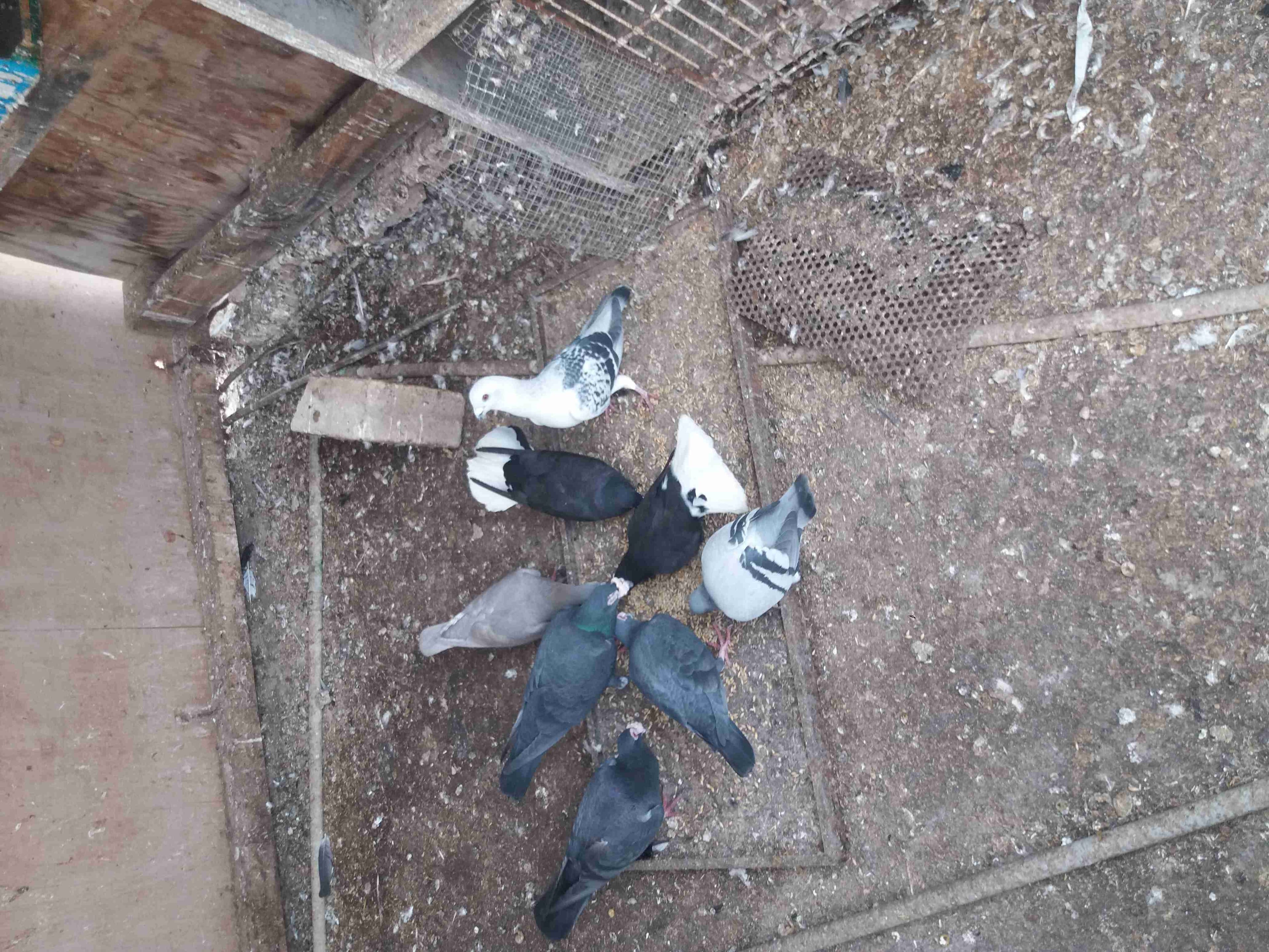 أربع جواز للبيع حلوه وشغاله
لا تنسَ أنك شاهدت هذا الإعلان في عنكبوت
0779239299
رقم المعلن :0779239299
لمشاهد...