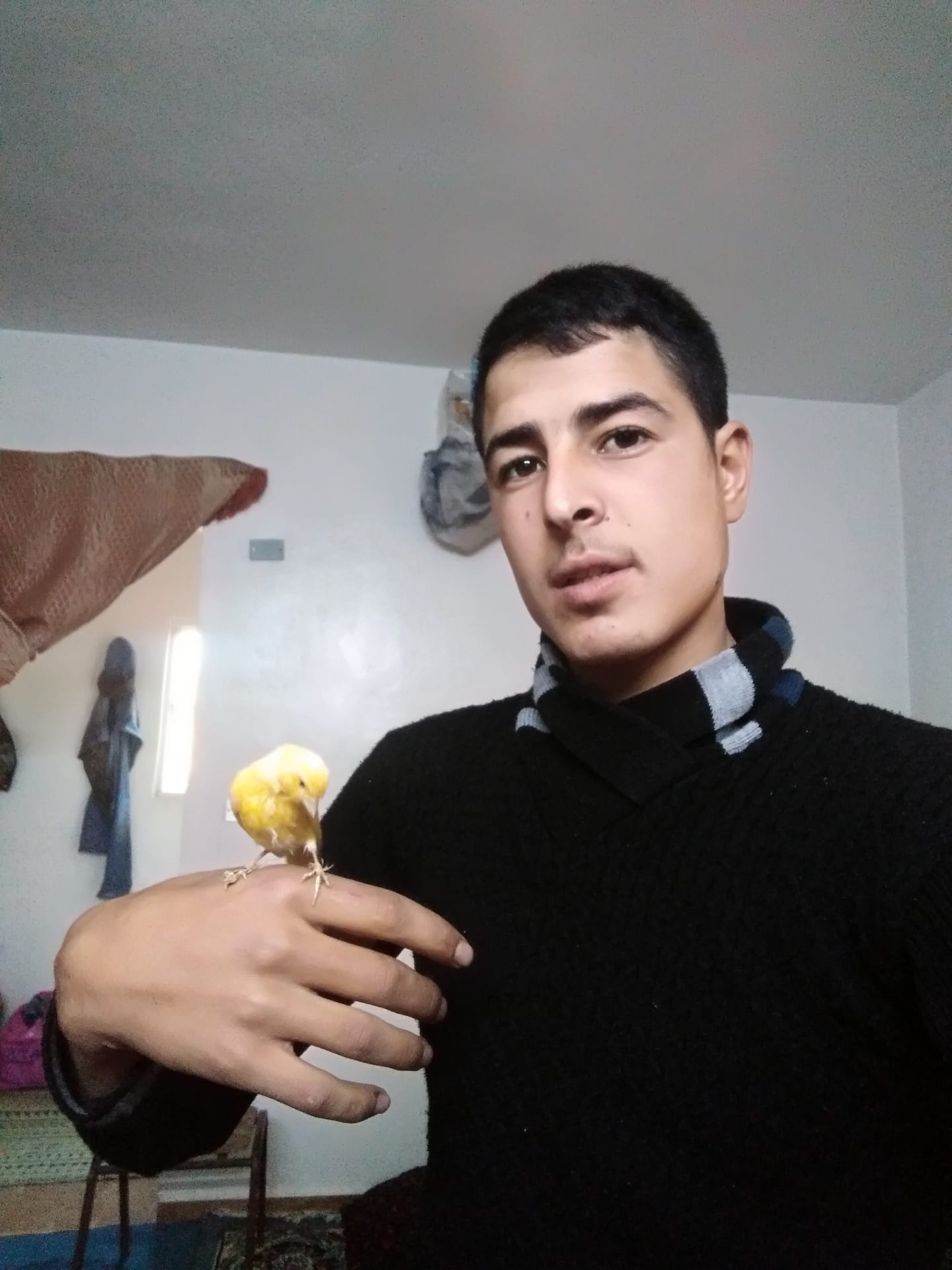 عصفور كنار
لا تنسَ أنك شاهدت هذا الإعلان في عنكبوت
حبة طويلة وبيوقف عالايد...
