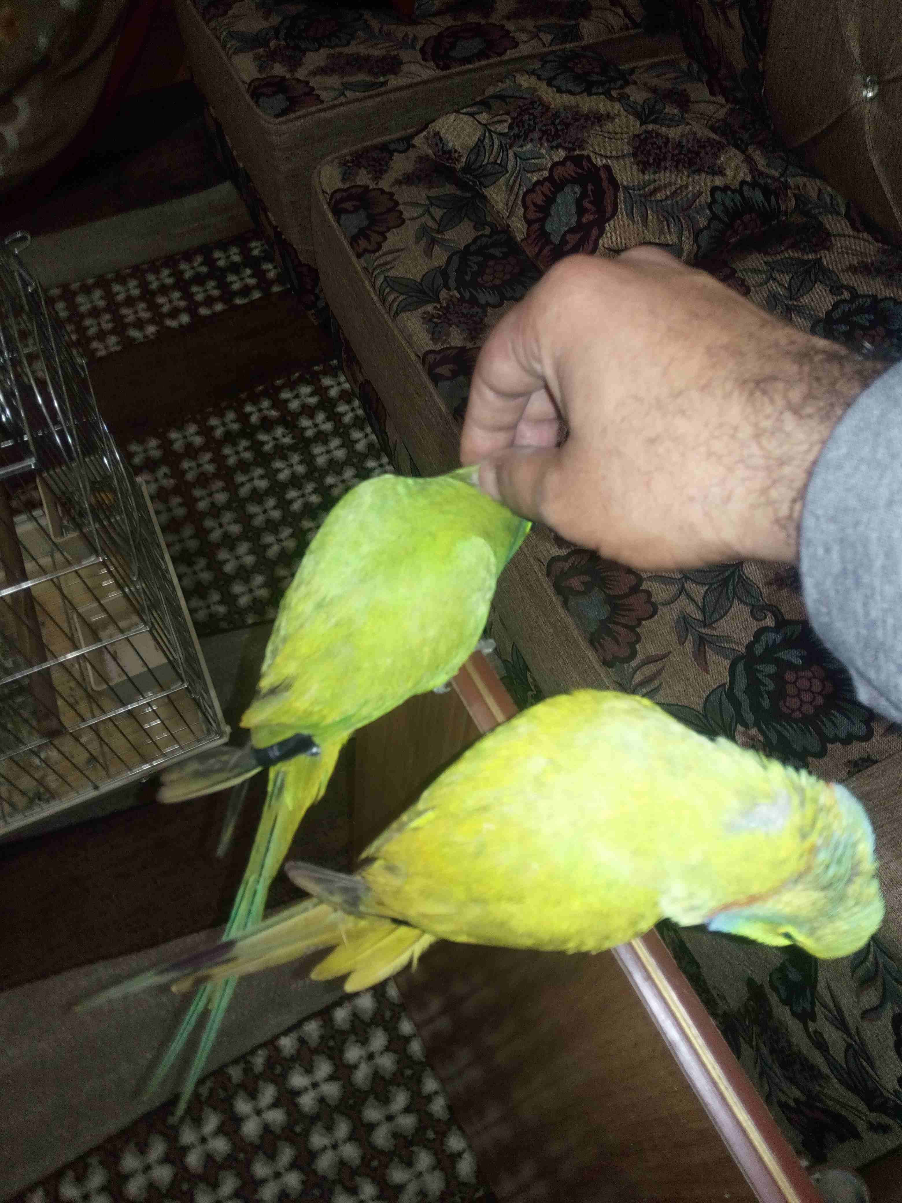 ببغاء درة
لا تنسَ أنك شاهدت هذا الإعلان في عنكبوت
موجود ثلاث فحول درة طوق كامل نصف اليف بدو شوية...