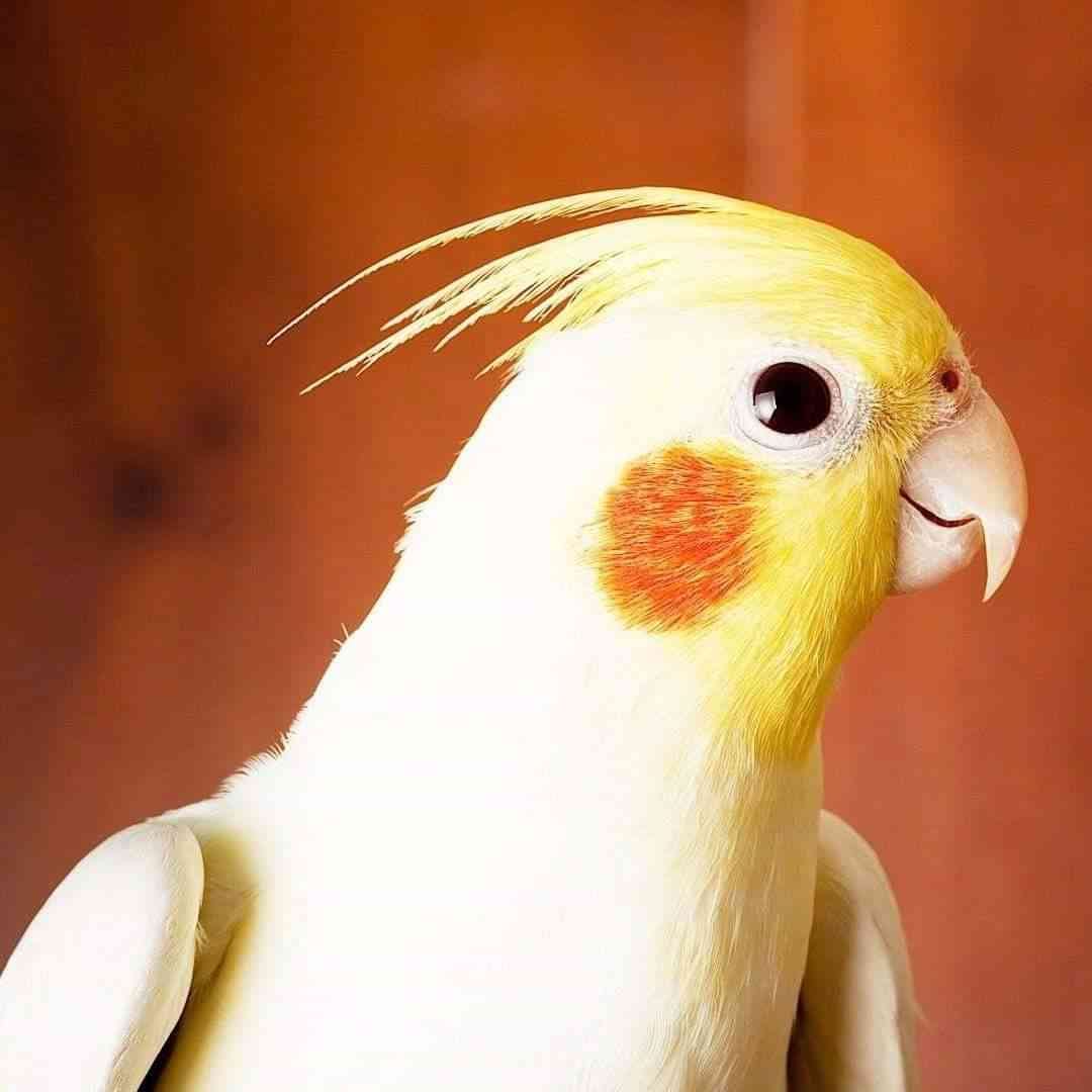 عمان جبل النصر المناره
لا تنسَ أنك شاهدت هذا الإعلان في عنكبوت
جوز كوكتيل ماشاءالله بلدي بداي...