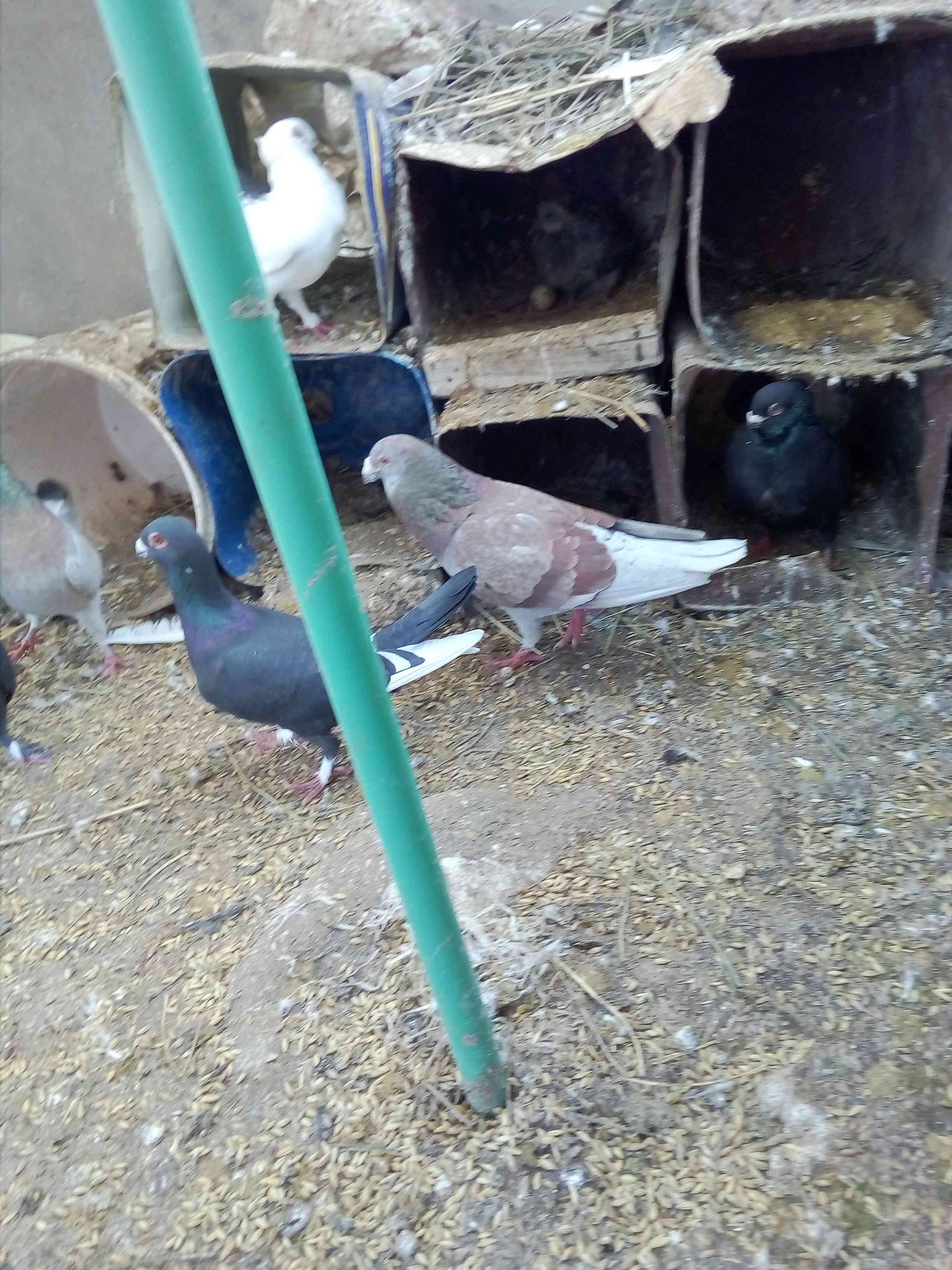 حمام للبيع
لا تنسَ أنك شاهدت هذا الإعلان في عنكبوت
حمام للبيع...