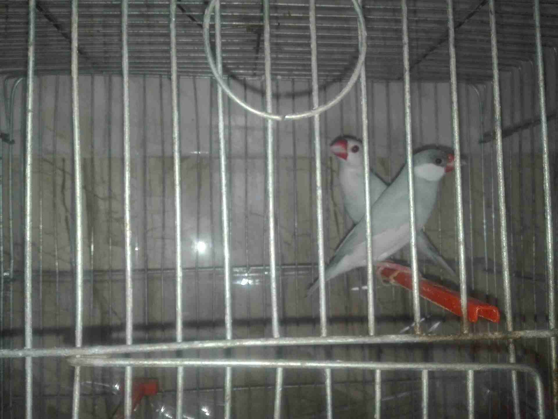 جوز جاوا
لا تنسَ أنك شاهدت هذا الإعلان في عنكبوت
الذكر جاوا بيغرد احسن من كنار واسمع صوته ع اليو...
