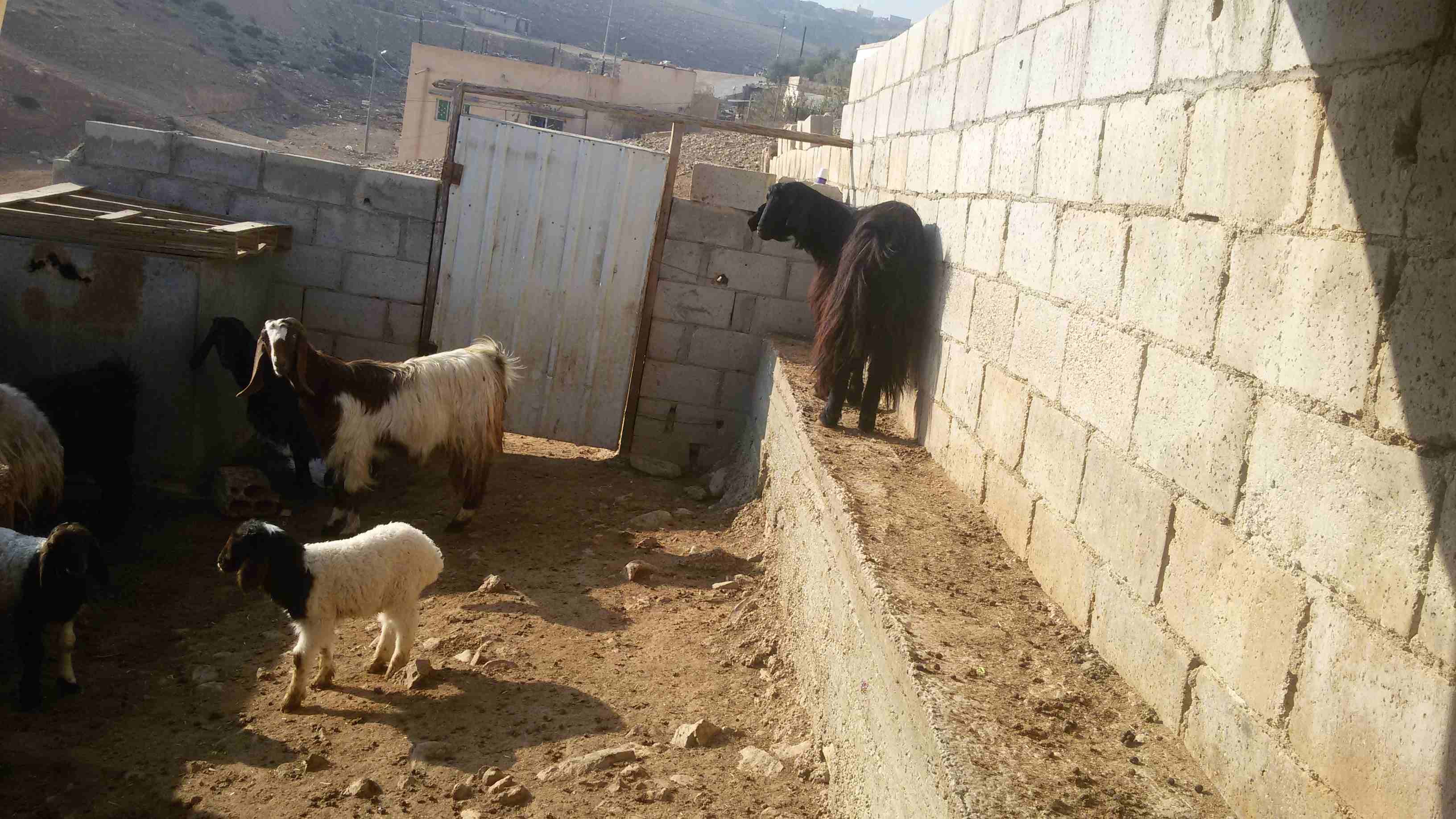 ماعز وغنم للبيع
لا تنسَ أنك شاهدت هذا الإعلان في عنكبوت
5 ثنايا هادات
1عنز هاده
2 نعجتين معهن خ...