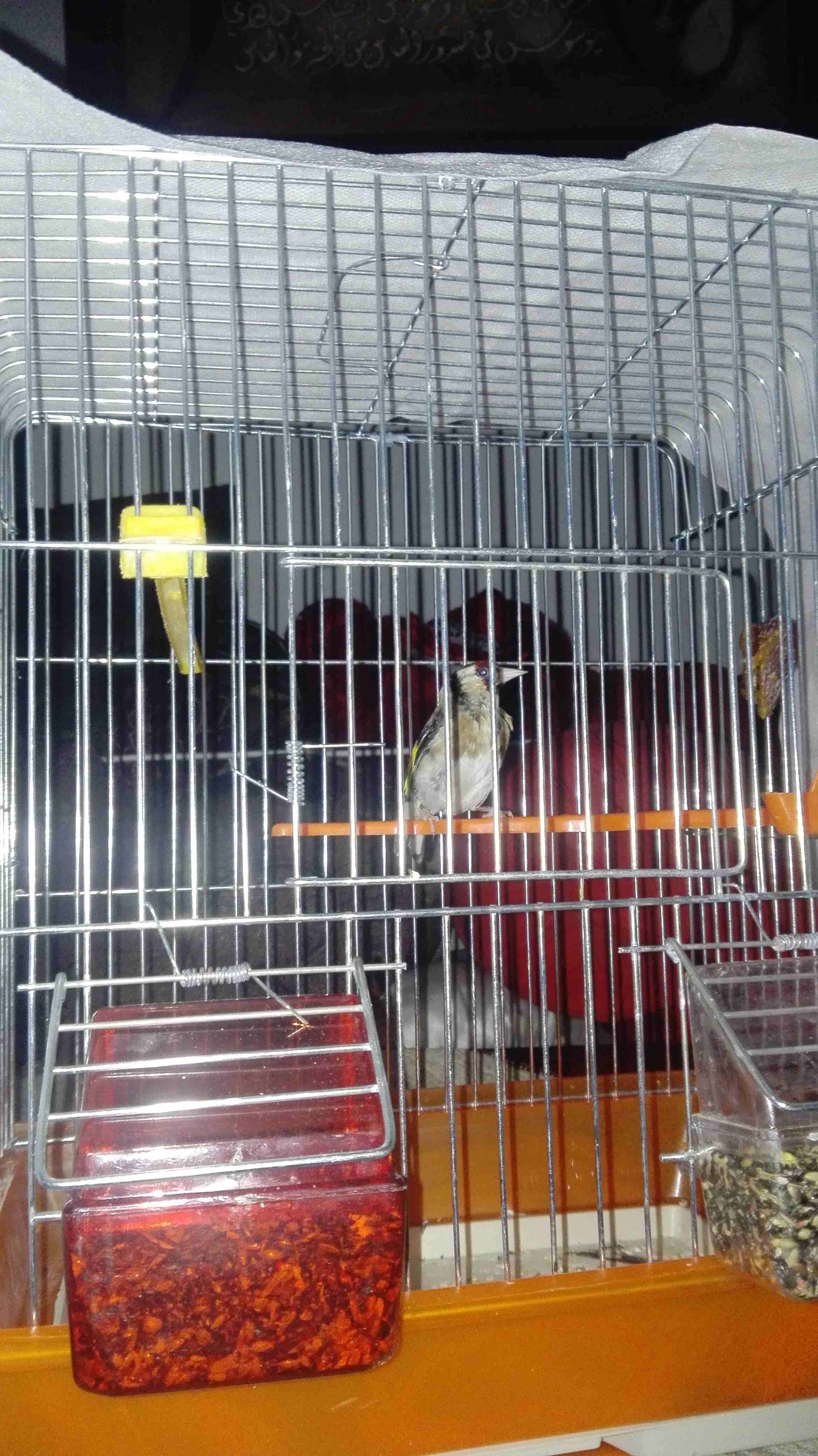 3 حبات حسون فحول
لا تنسَ أنك شاهدت هذا الإعلان في عنكبوت
3 حبات حسون للبيع فحول مغنى خفيف مصري عر...