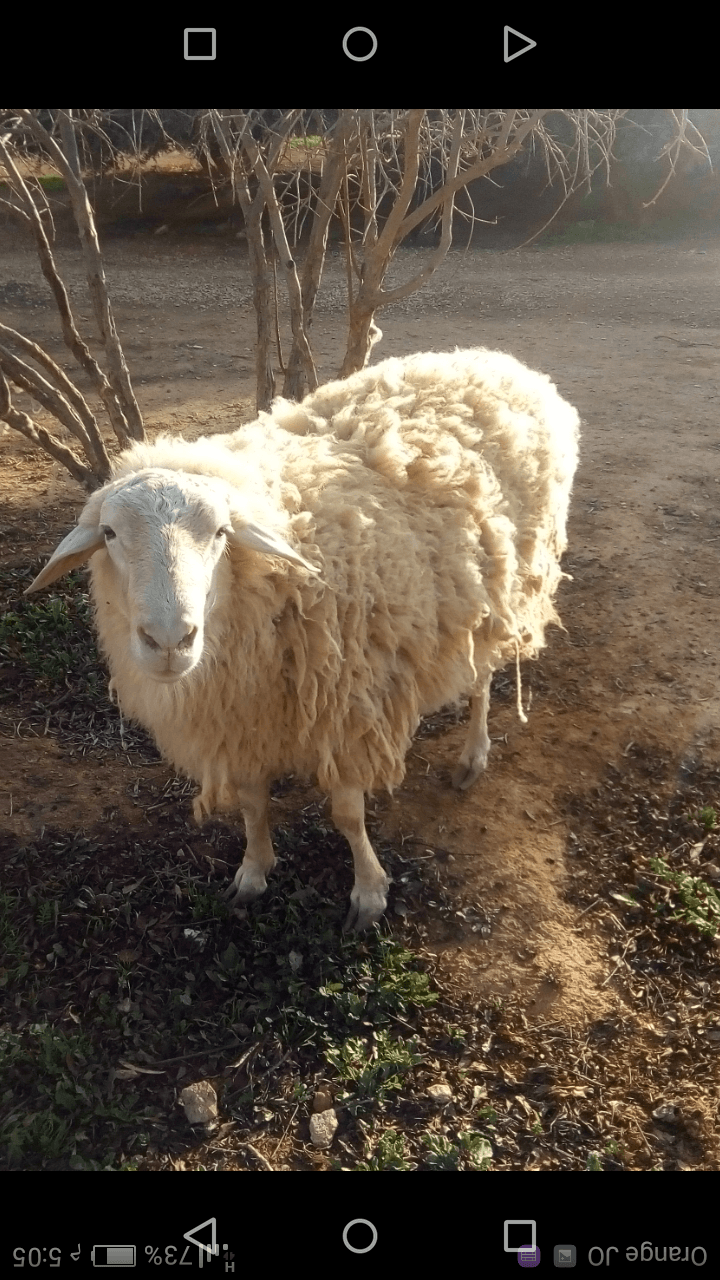 كبش عساف
لا تنسَ أنك شاهدت هذا الإعلان في عنكبوت
كبش عساف العمر سنتين ونص
بالصلاة على النبي...