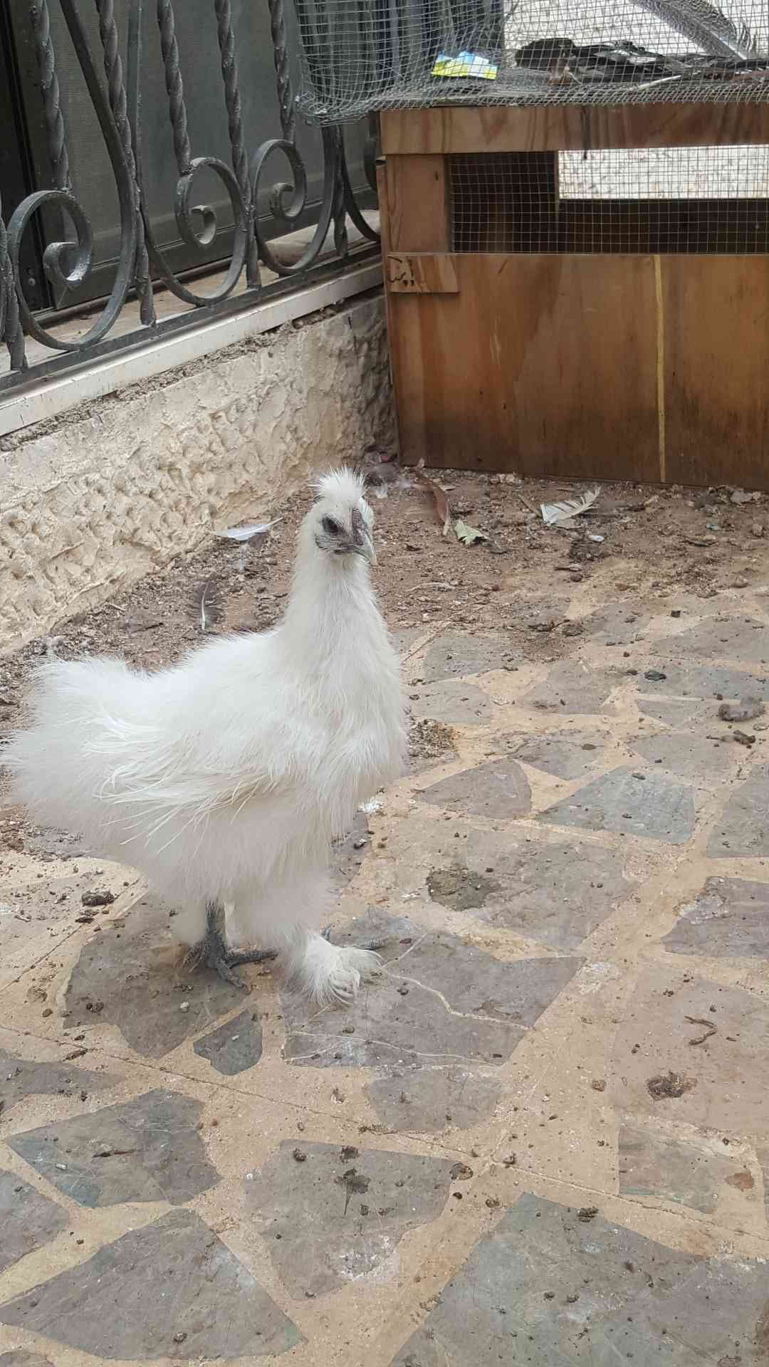 حبشه فرنسي ابيض حجم جامبو دجاجه مصوفه
لا تنسَ أنك شاهدت هذا الإعلان في عنكبوت
عمر 8 شه...