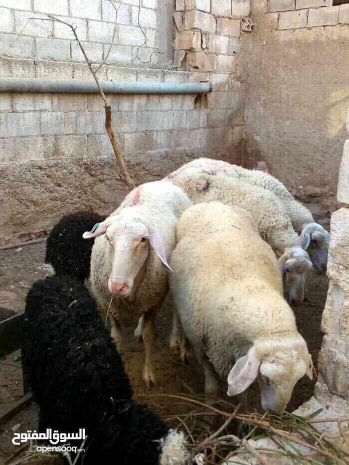 نعاج عساف
لا تنسَ أنك شاهدت هذا الإعلان في عنكبوت
نعاج عساف معاشيرعدد 2...