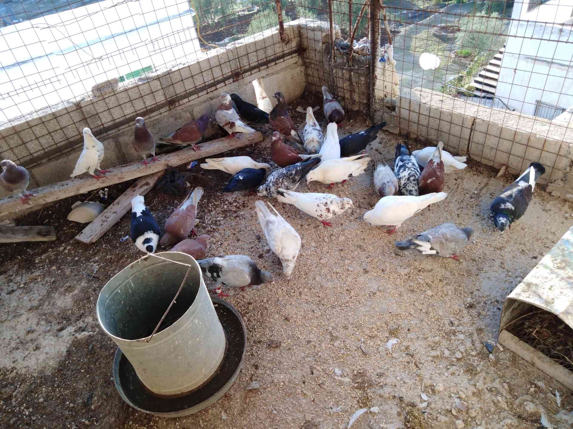 حمام بلدي
لا تنسَ أنك شاهدت هذا الإعلان في عنكبوت
20 جوز حمام بلدي كله شغال...