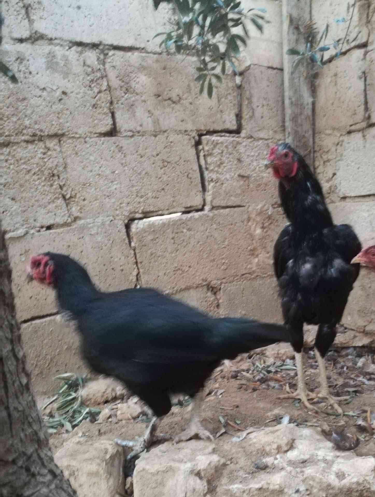 طقم باكستاني جاجتين وديك ما شاء الله عليهم
لا تنسَ أنك شاهدت هذا الإعلان في عنكبوت
للبيع او ل...
