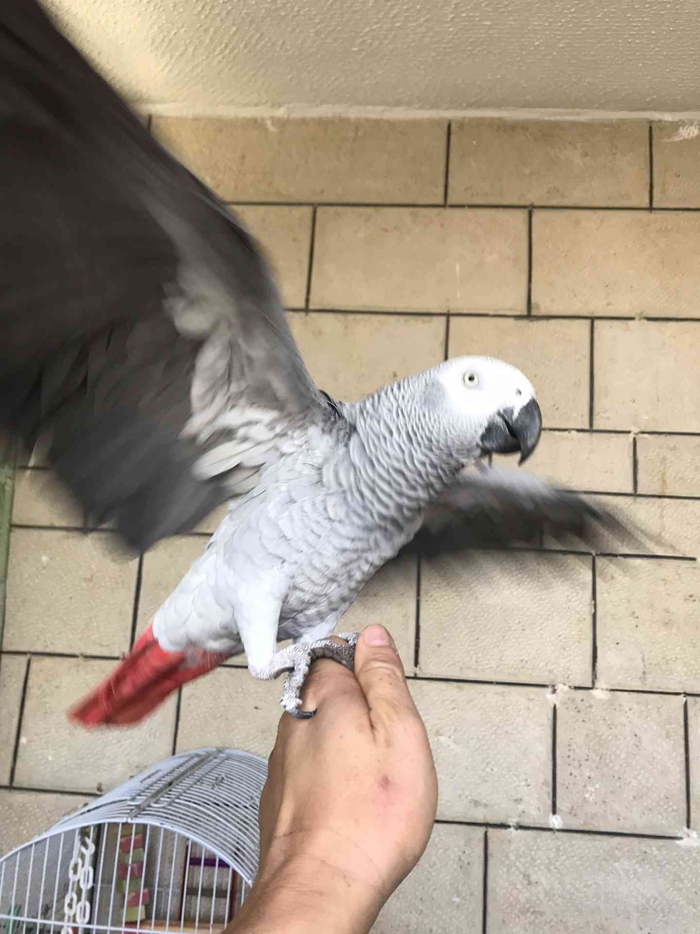 كاسكو اليف متكلم للبيع
لا تنسَ أنك شاهدت هذا الإعلان في عنكبوت
كاسكو متكلم اكثر من 30 كلمه ال...