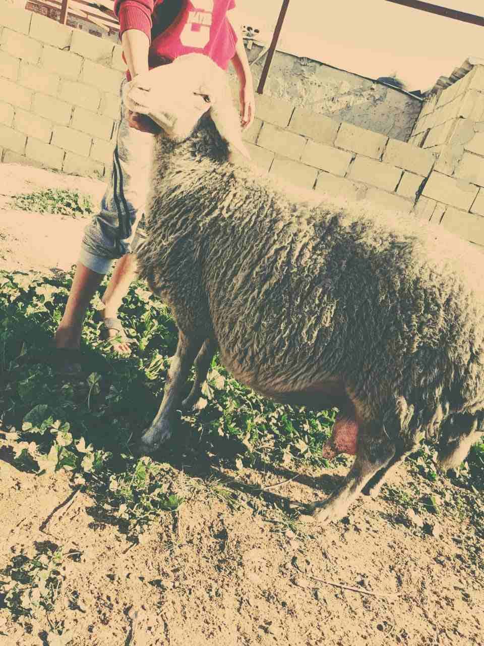 نعاج عساف اصلي للبيع او للبدل عل باص)(انا مجرد ناشر لا اتابع تعليقات)
لا تنسَ أنك شاهدت هذا الإعلان في عنكبوت...
