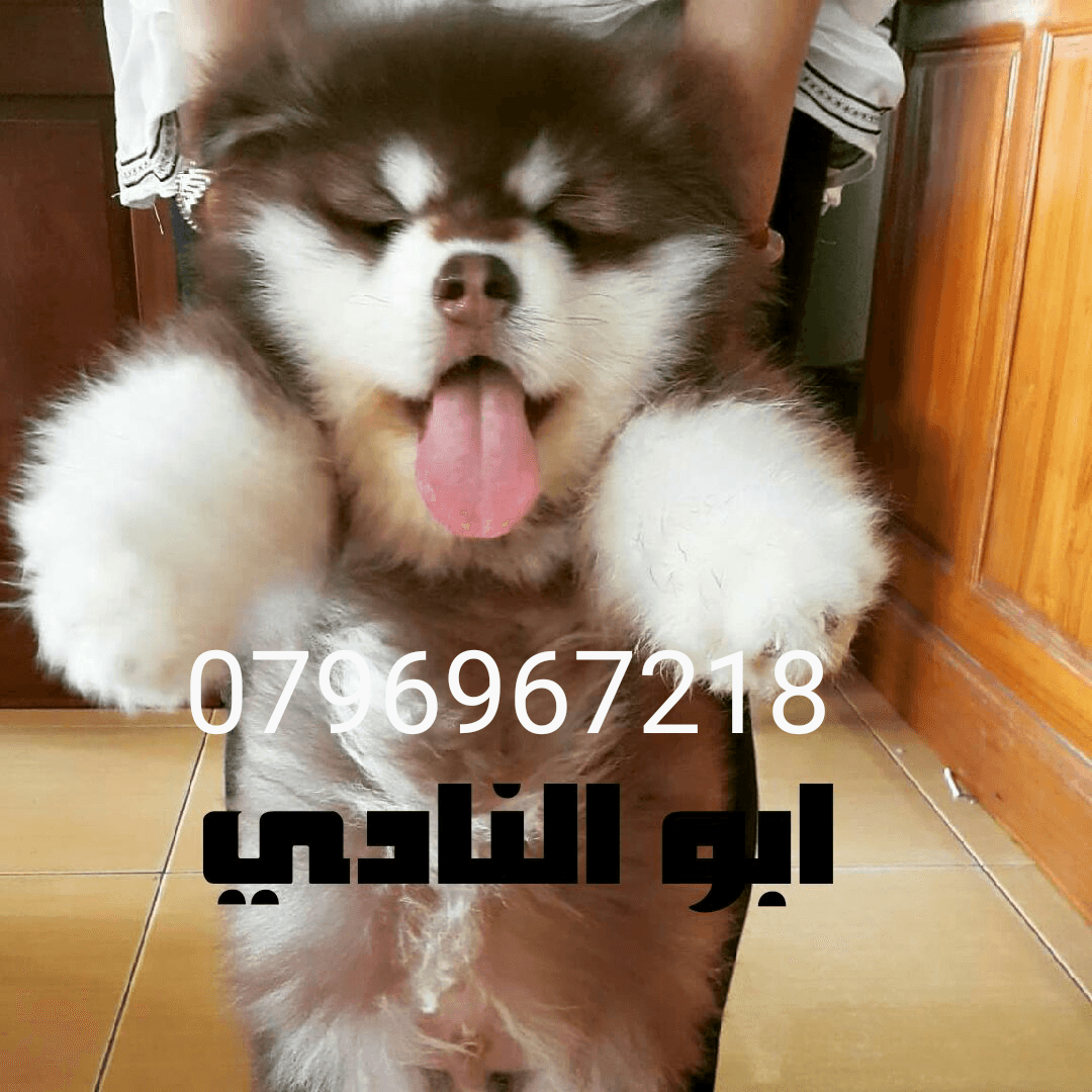 Gaint Alaskan Malamute
لا تنسَ أنك شاهدت هذا الإعلان في عنكبوت
بسم الله ما شاء الله ...
متاح...