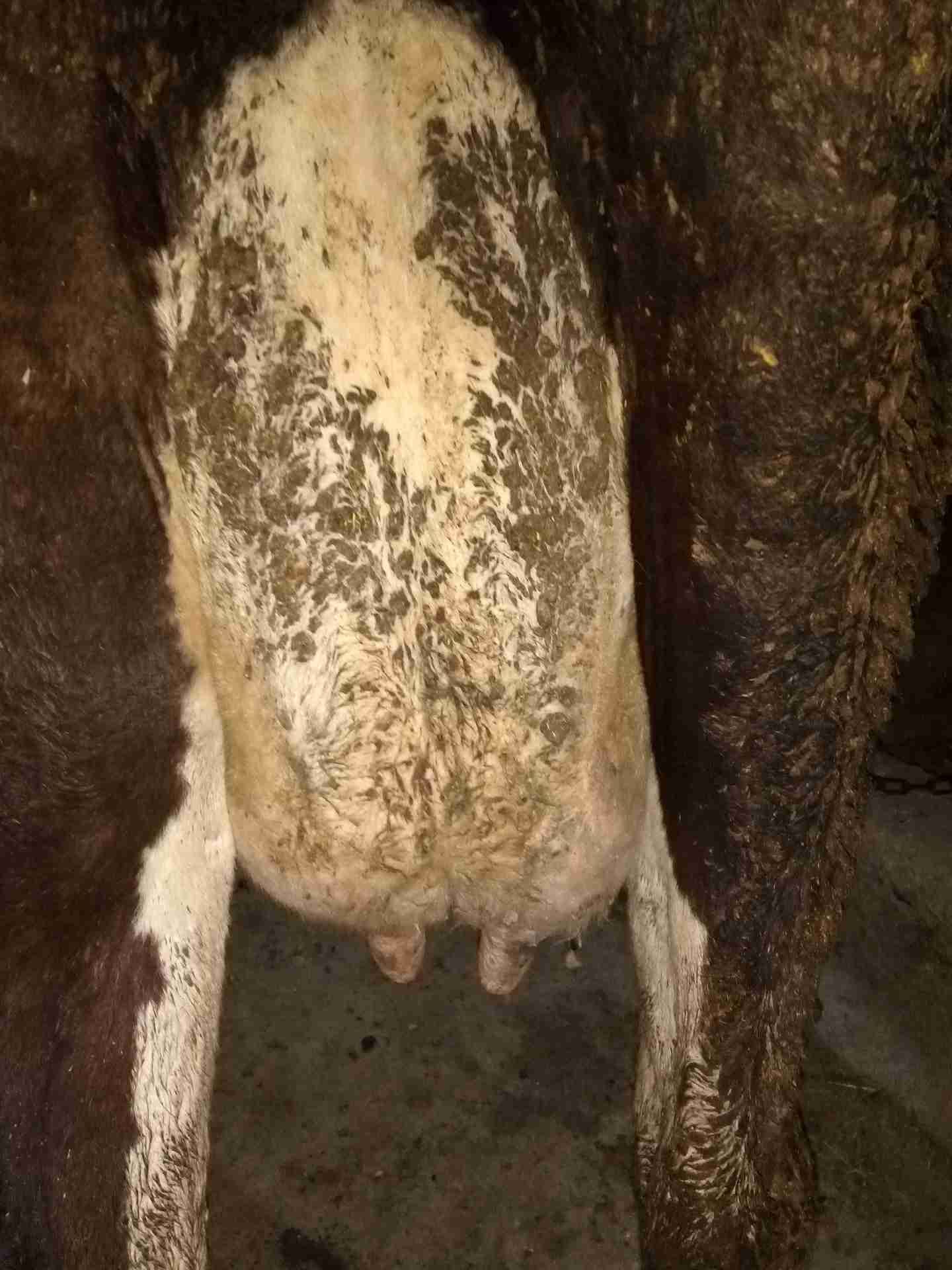 بقره المانيه مستورده من سلالة هولشتاين 24حليب
لا تنسَ أنك شاهدت هذا الإعلان في عنكبوت
بقره ال...