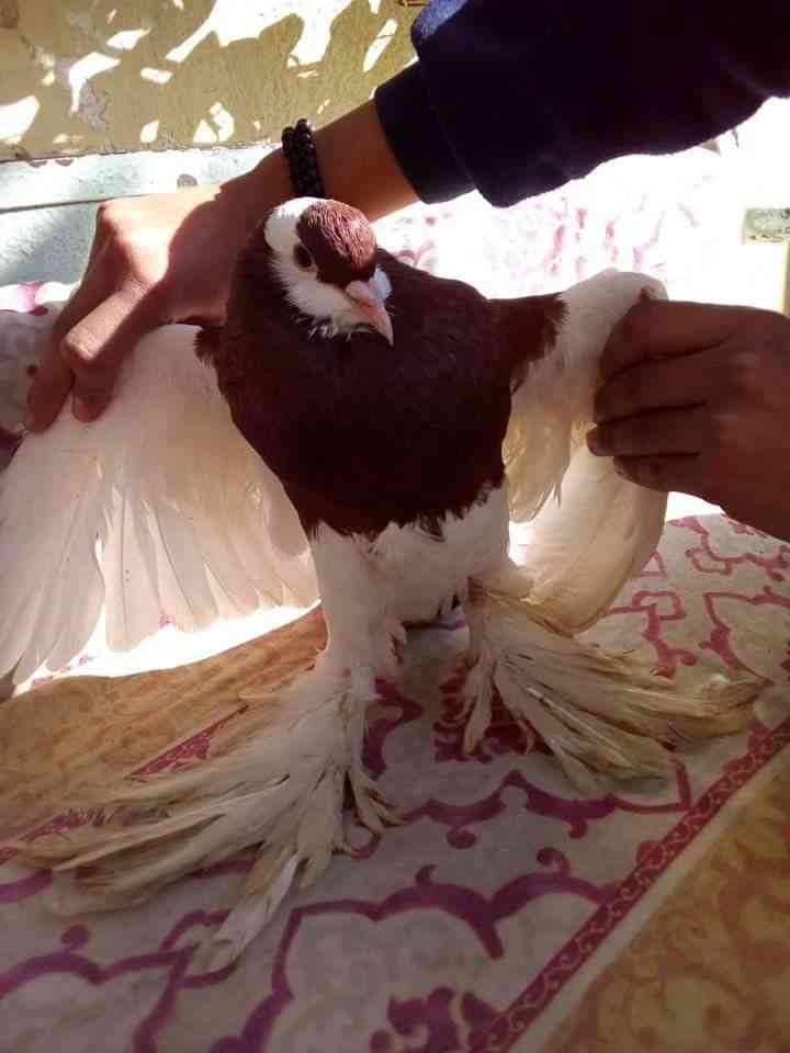 طير نفااخ
لا تنسَ أنك شاهدت هذا الإعلان في عنكبوت
للكش
ر...