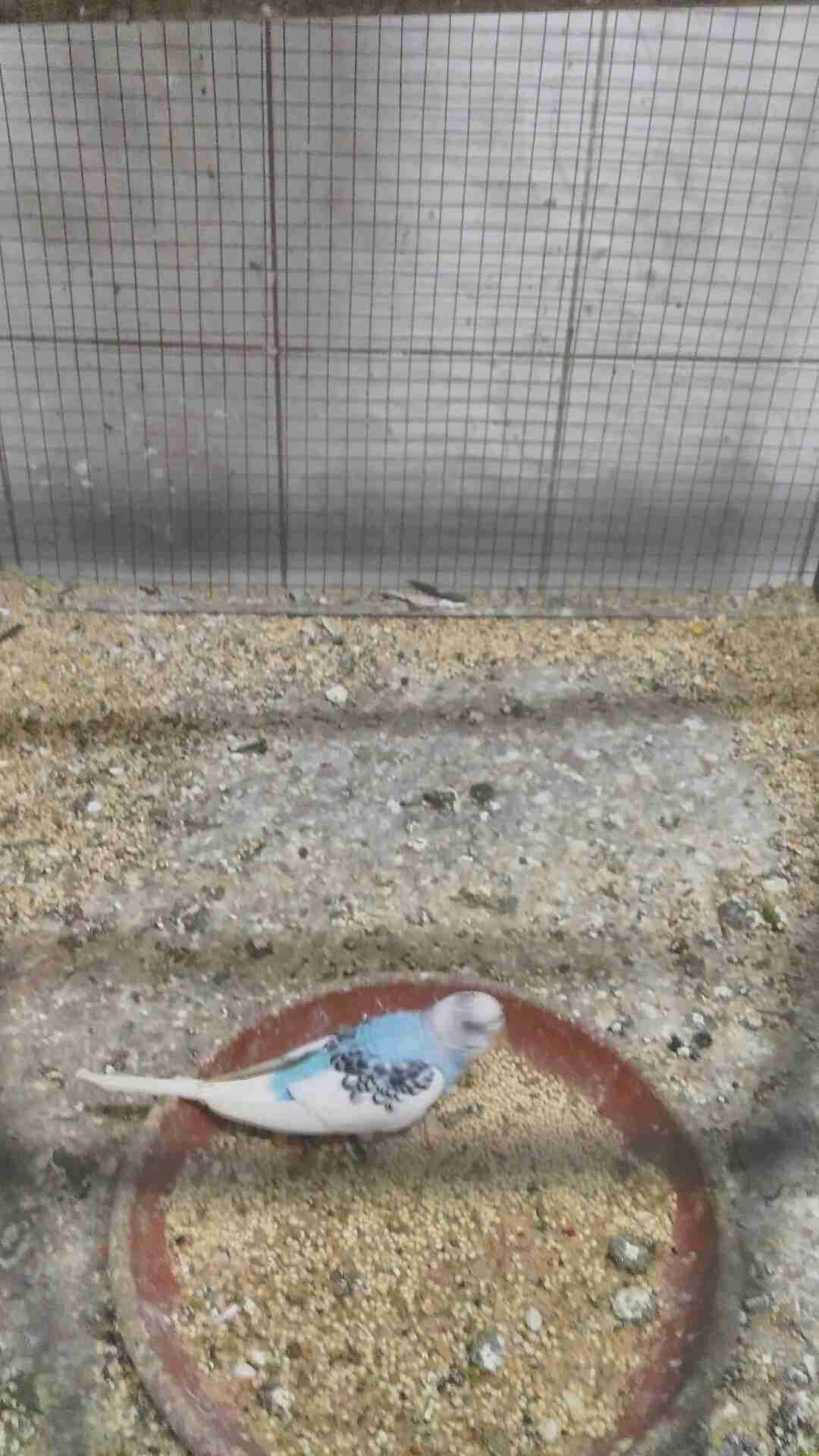 طيور حب بيع او بدل
لا تنسَ أنك شاهدت هذا الإعلان في عنكبوت
ما شاء الله
ثلاث
ازواج حب
زوجين...