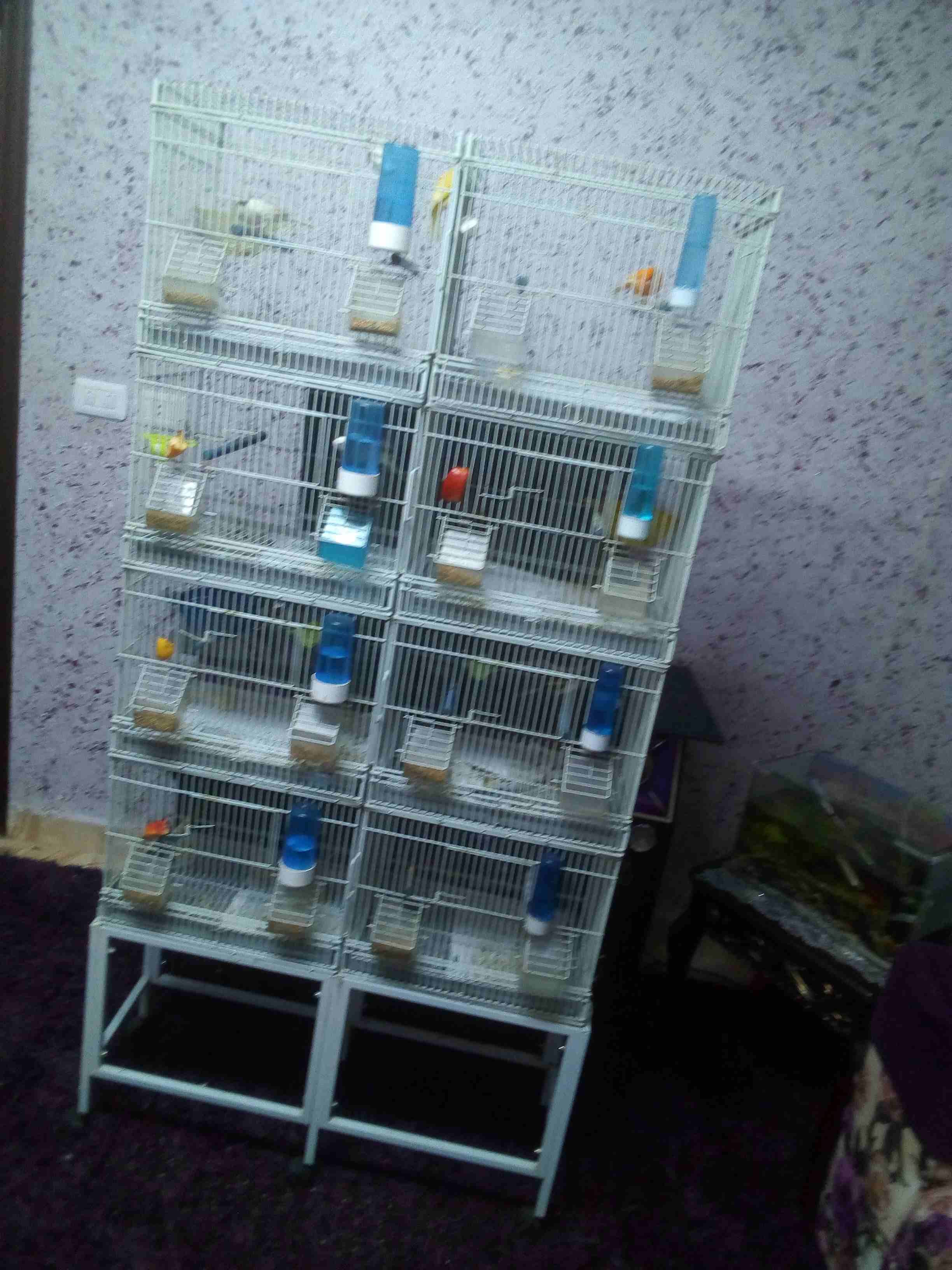 مطير للبيع مع عصافير
لا تنسَ أنك شاهدت هذا الإعلان في عنكبوت
كنارات...