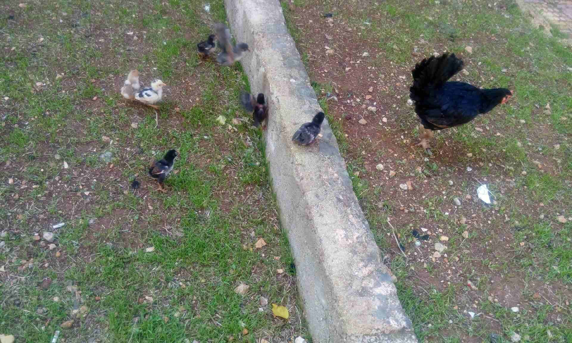ديك وثلاث جاجات بياضات مع صيصانهم
لا تنسَ أنك شاهدت هذا الإعلان في عنكبوت
ديك وثلاث جاجات بياضات...