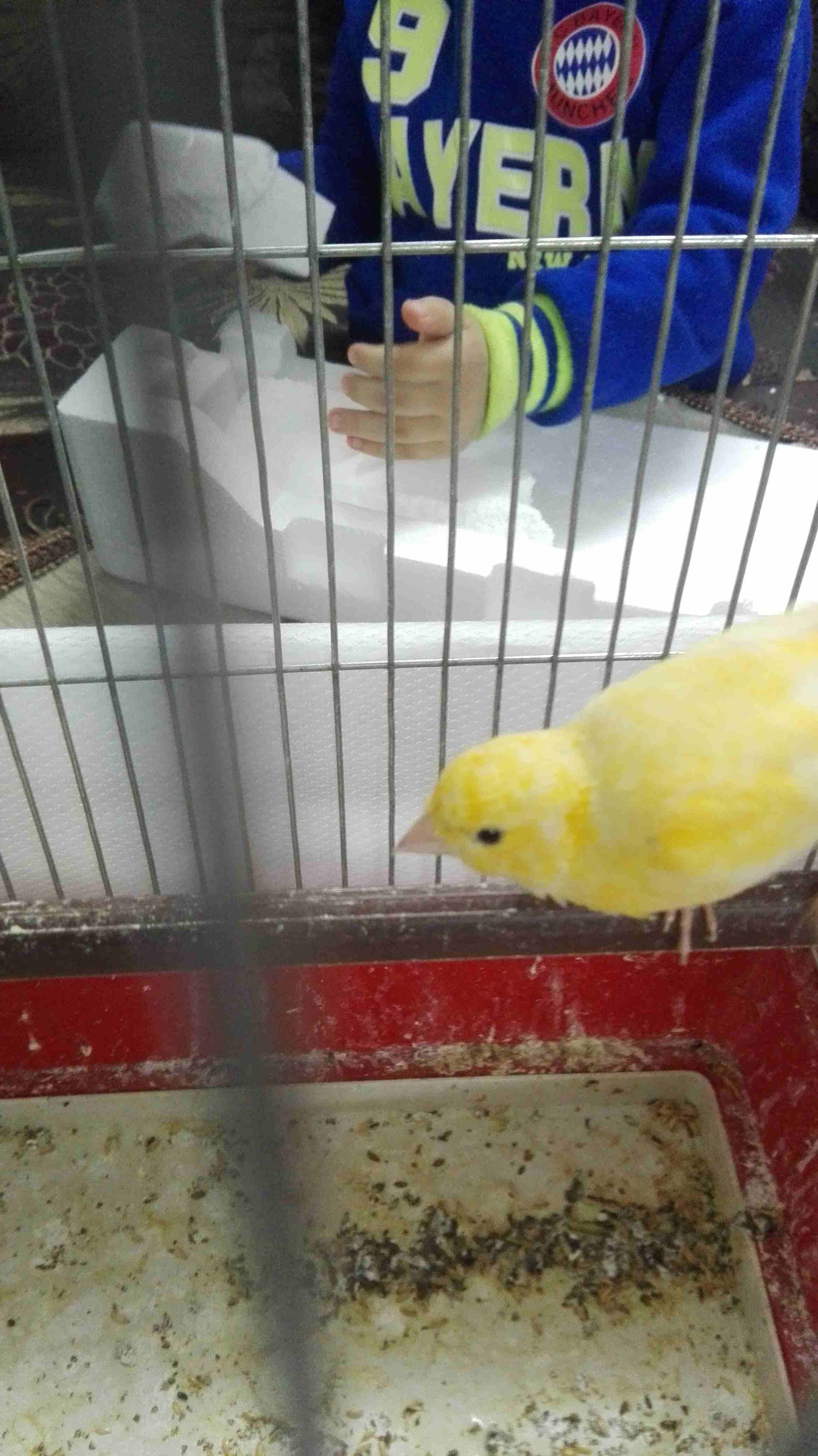 فحل كنار مغنى وجيزة للبيع
لا تنسَ أنك شاهدت هذا الإعلان في عنكبوت
فحل كنار مغنى وجيزة للبيع مع قف...