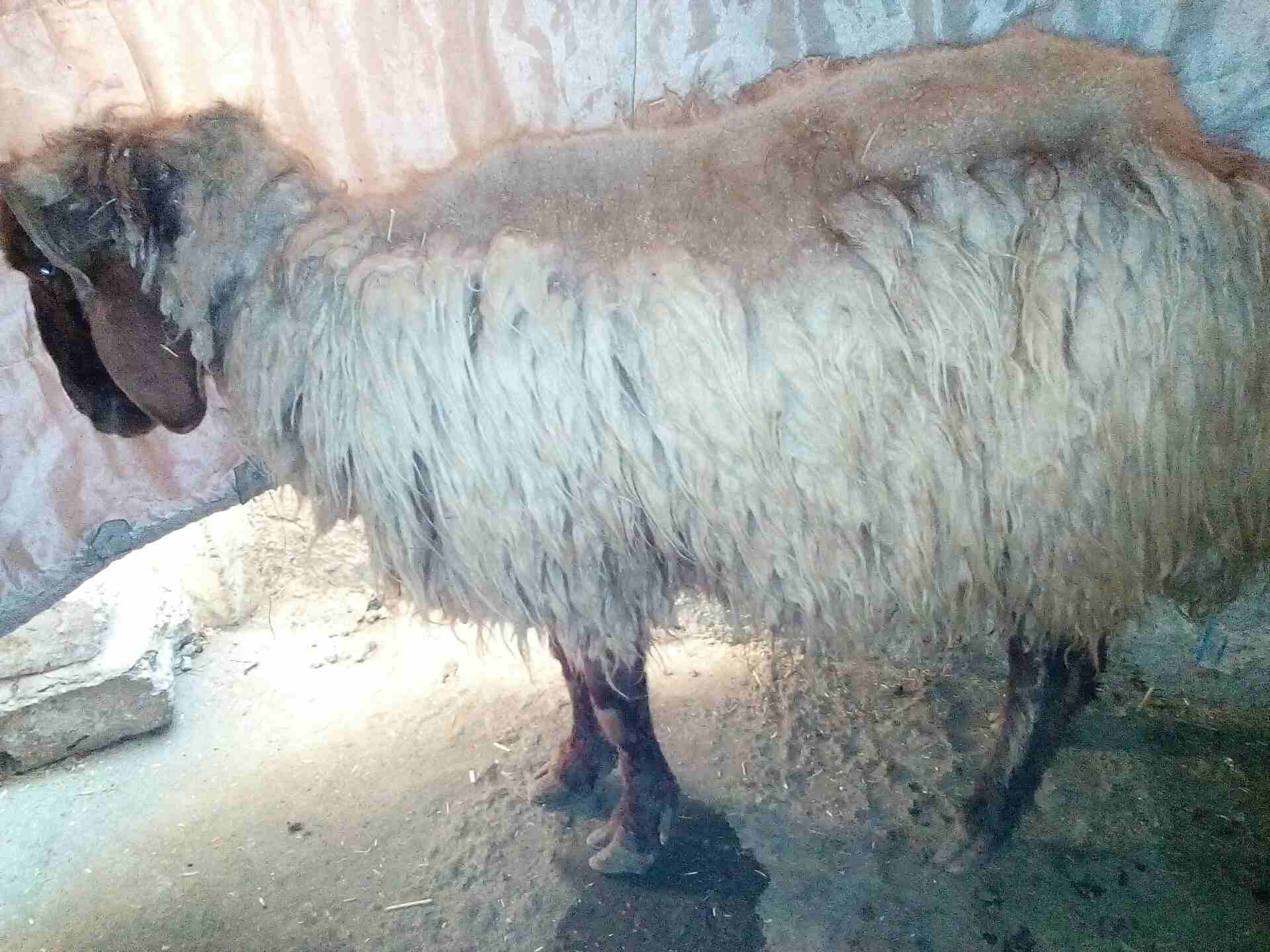 كباش بيعر البلاش وباسعار مغرية جدا
لا تنسَ أنك شاهدت هذا الإعلان في عنكبوت
كباش عدد خمسة سن انضيف...