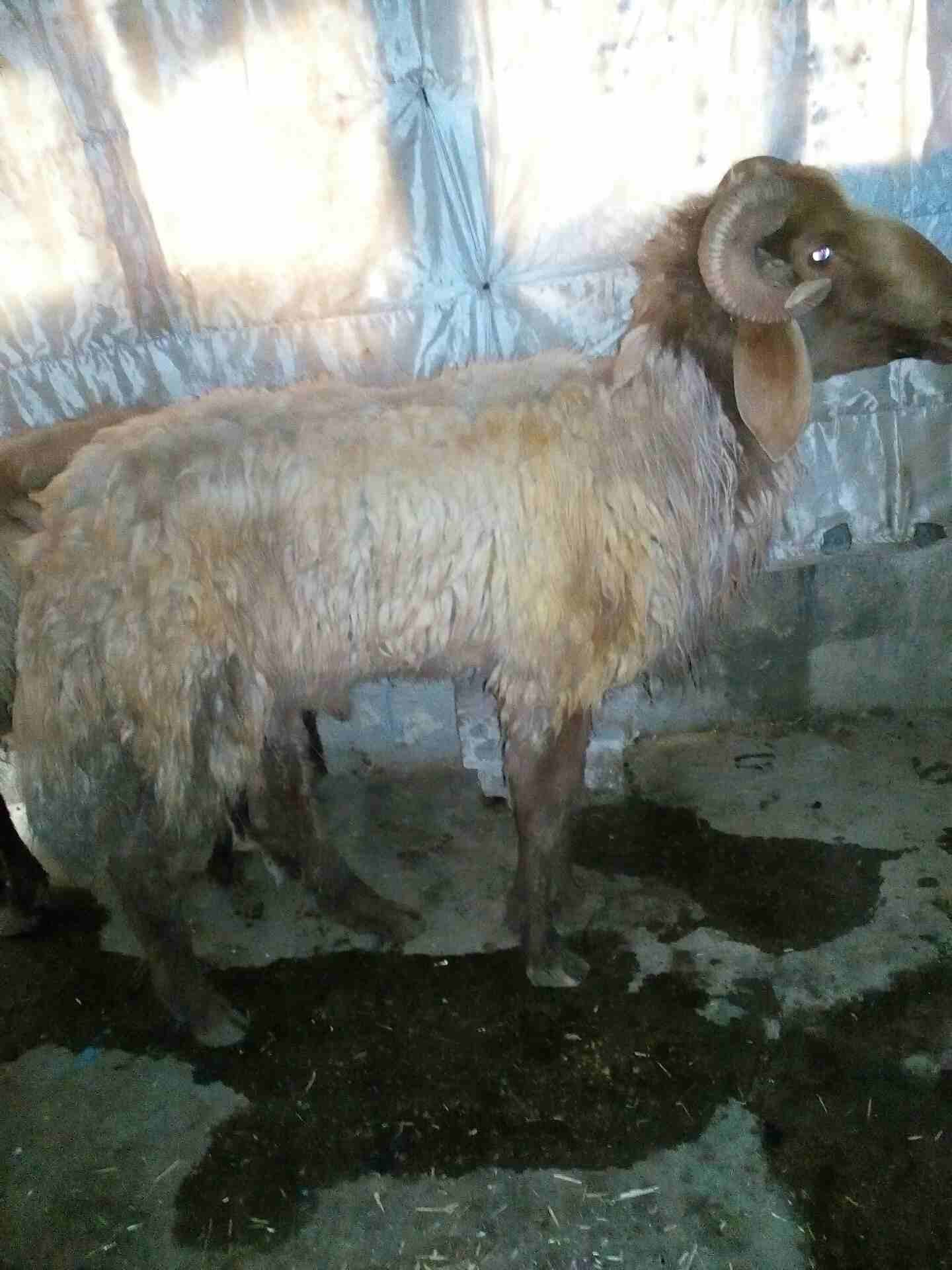 كباش بيعر البلاش وباسعار مغرية جدا
لا تنسَ أنك شاهدت هذا الإعلان في عنكبوت
كباش عدد خمسة سن انضيف...