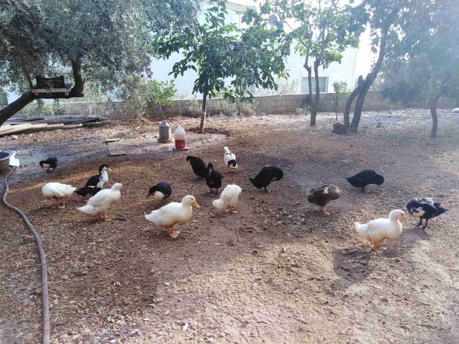 طيور بط
لا تنسَ أنك شاهدت هذا الإعلان في عنكبوت
بط ب عمر 4 شهور بسعر الواحده 8 دنانير...