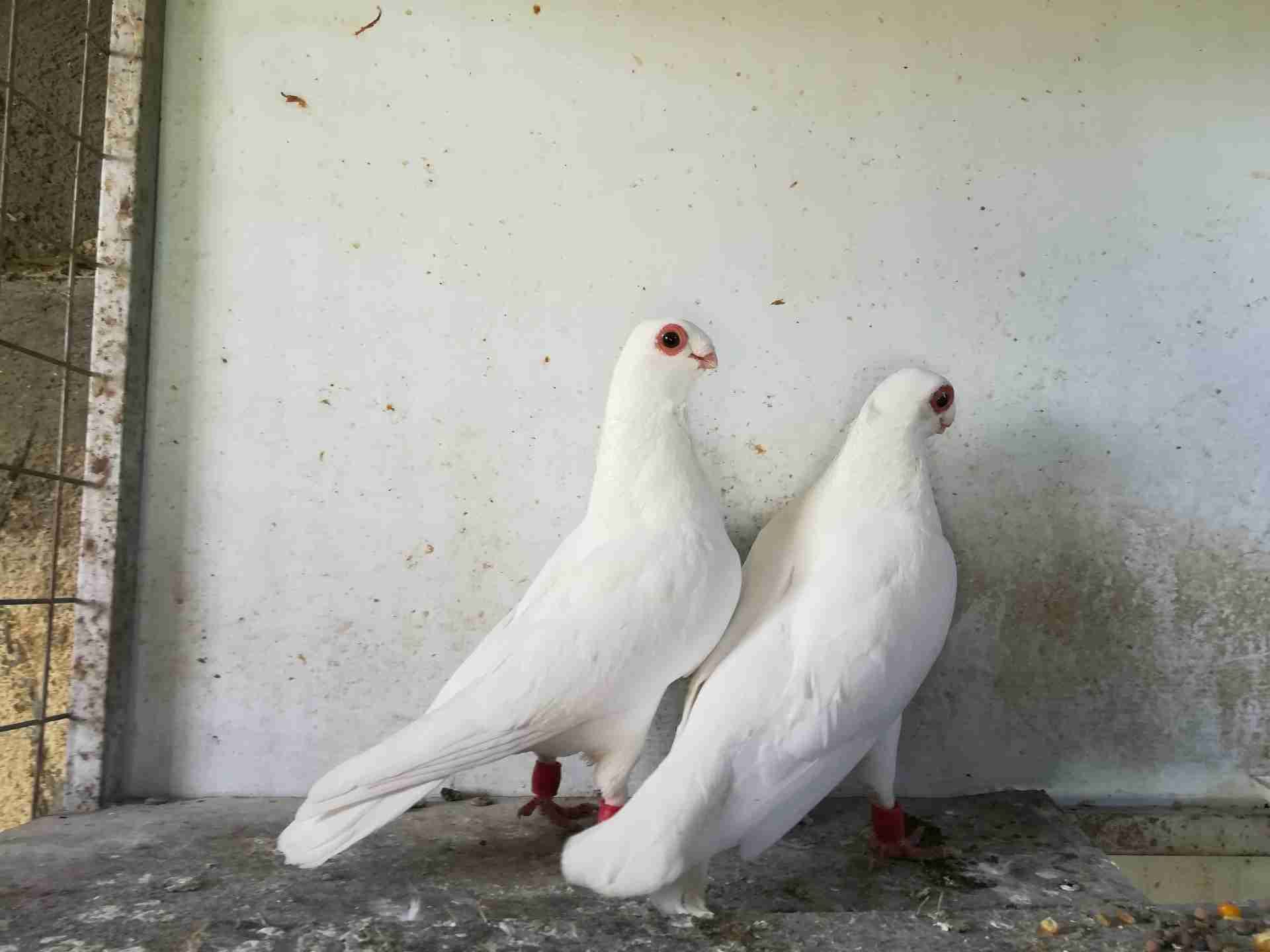 فحل وطيره مخاليف
لا تنسَ أنك شاهدت هذا الإعلان في عنكبوت
بدايه شغل حبات حلوه.وجفن وسيع ومعول...