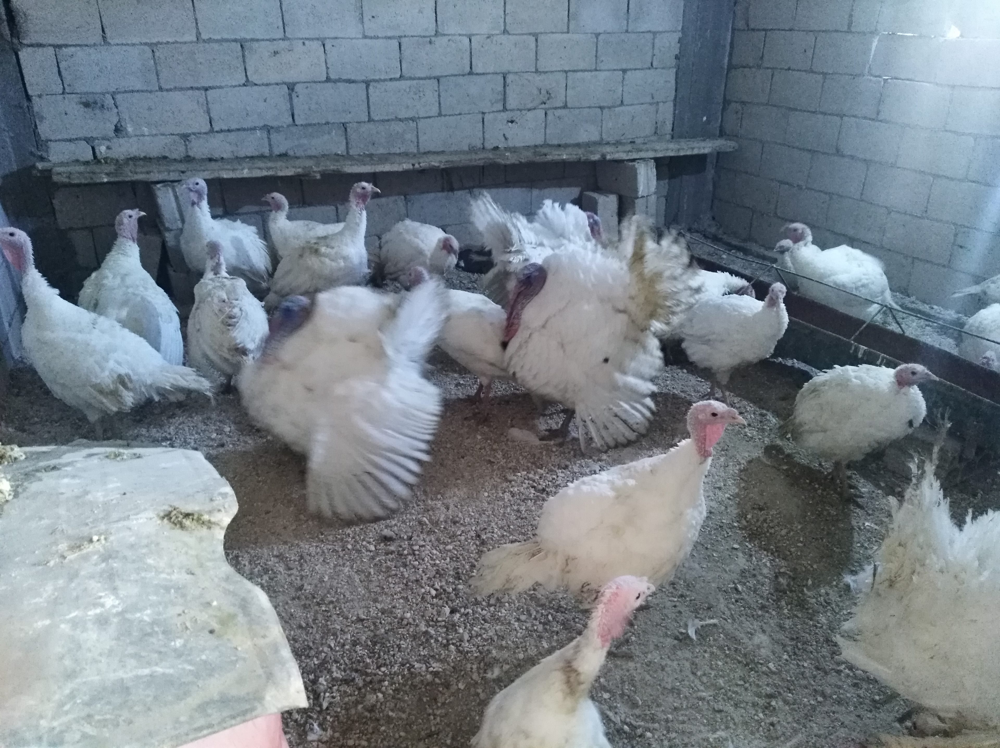 حبش فرنسي جانبو ماشاء الله عليه
لا تنسَ أنك شاهدت هذا الإعلان في عنكبوت
حبش فرنسي جامبو صحه و...
