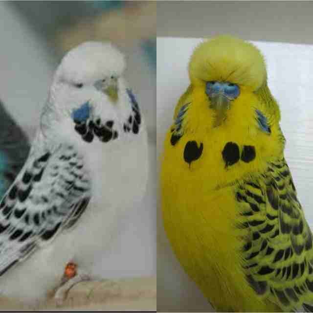 مطلوب ( طفرات بادجي ) طيور حب طفرات فقط
لا تنسَ أنك شاهدت هذا الإعلان في عنكبوت
رينبو
كلير وينج
ك...