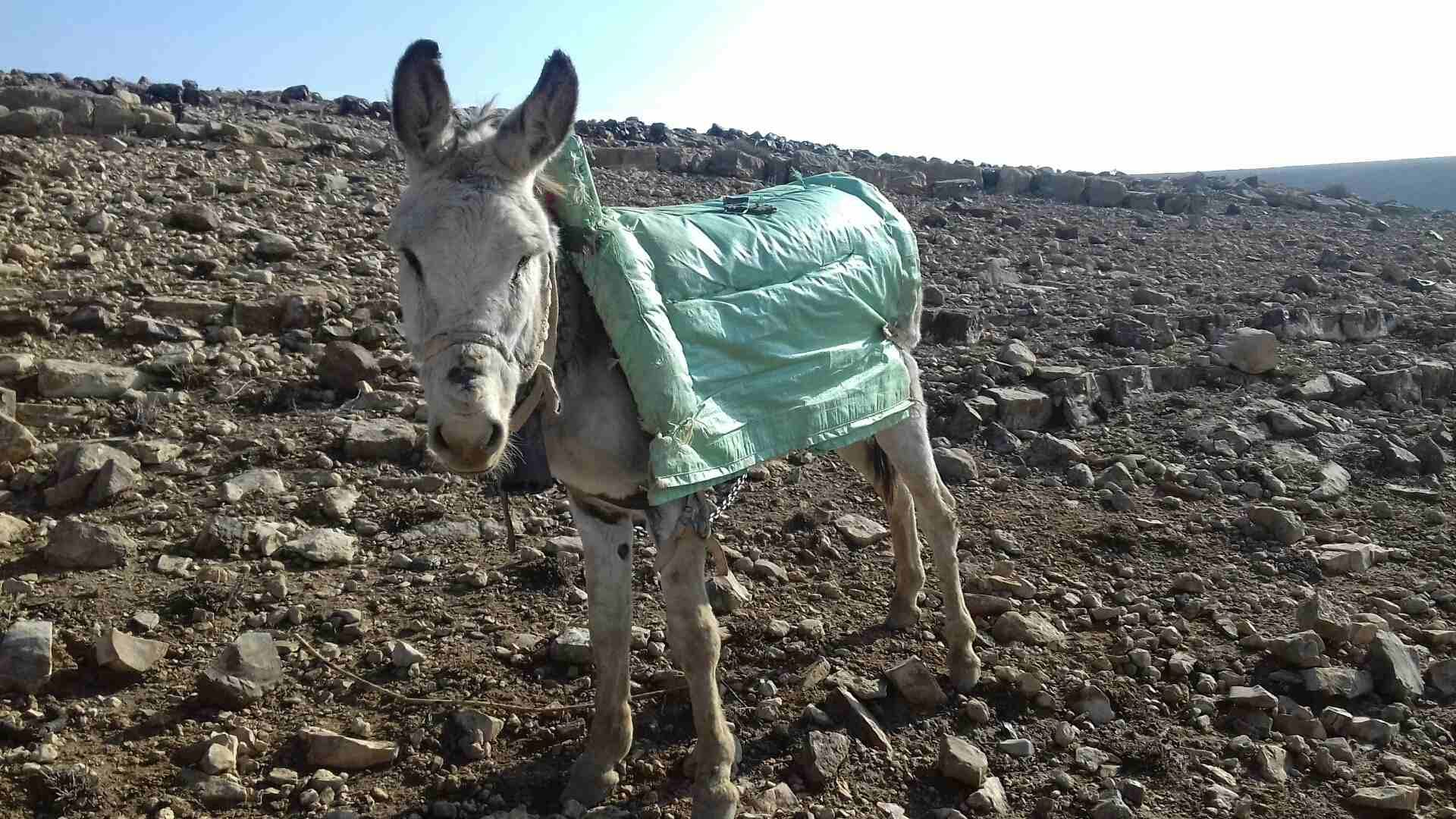 حمار غنم
لا تنسَ أنك شاهدت هذا الإعلان في عنكبوت
لجادين فقط. فقط...
