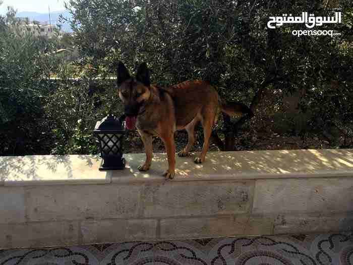 بلجم مالينو
لا تنسَ أنك شاهدت هذا الإعلان في عنكبوت
للبيع
النوع : بلجم مالينو
الجنس : انثى
العم...