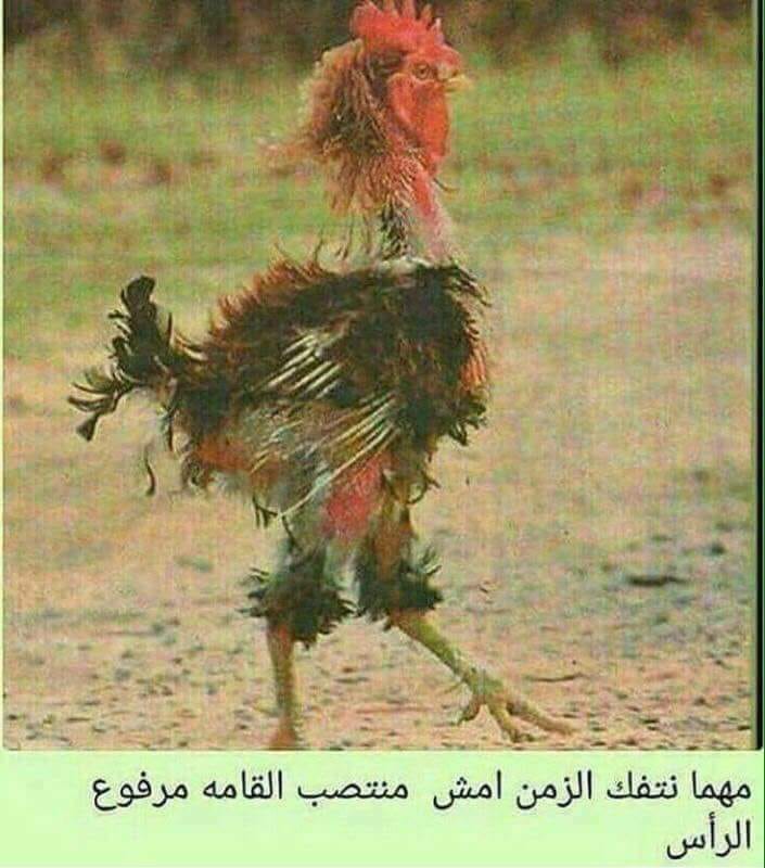 بليط السلط بورسلان وسيراميك ابو جمال 0795142381
لا تنسَ أنك شاهدت هذا الإعلان في عنكبوت
بليط...