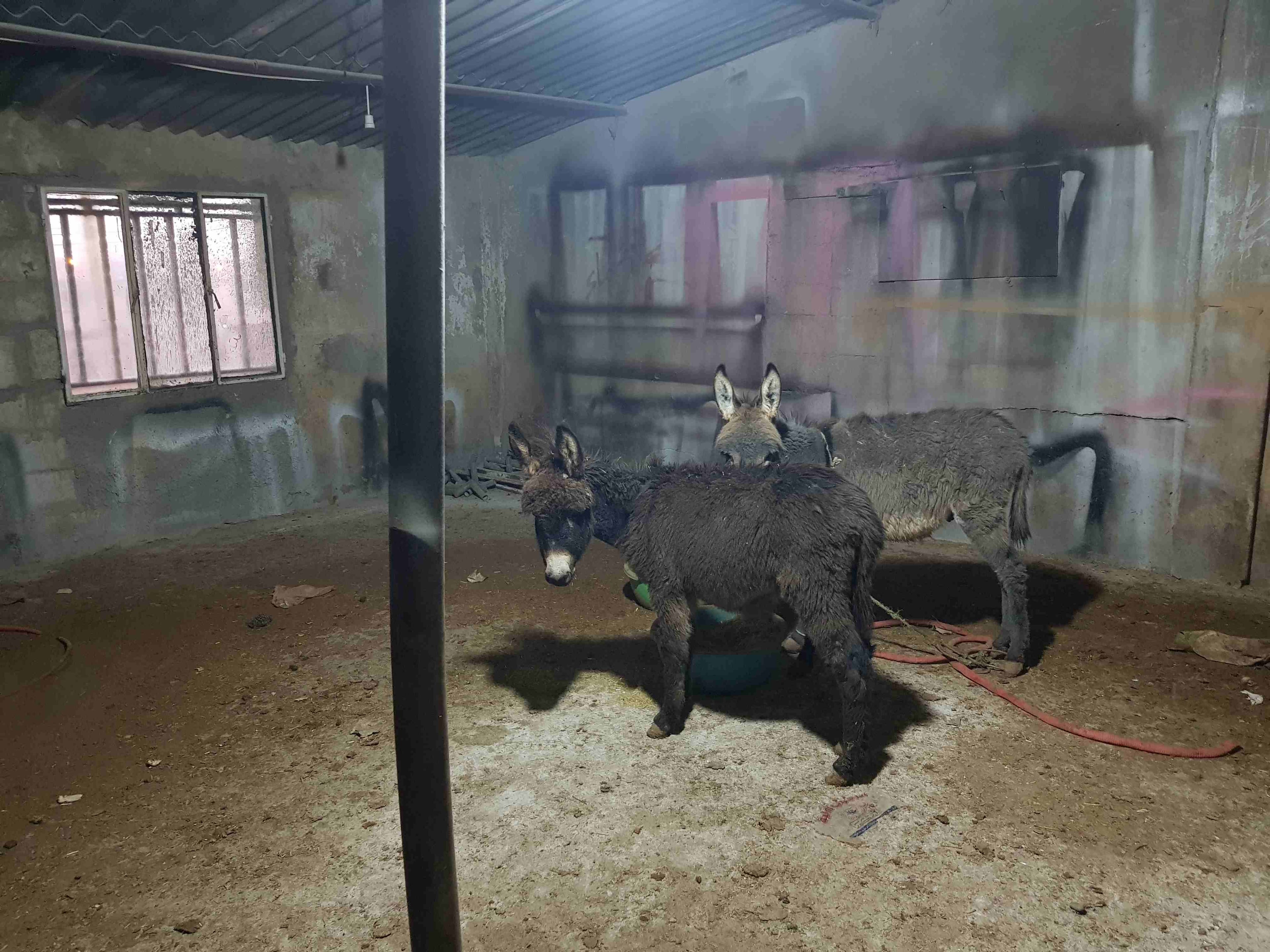 حمار كر صغير ذكر وانثى
لا تنسَ أنك شاهدت هذا الإعلان في عنكبوت
حمارين صغار ذكر وانثى بصحة جيدة لل...