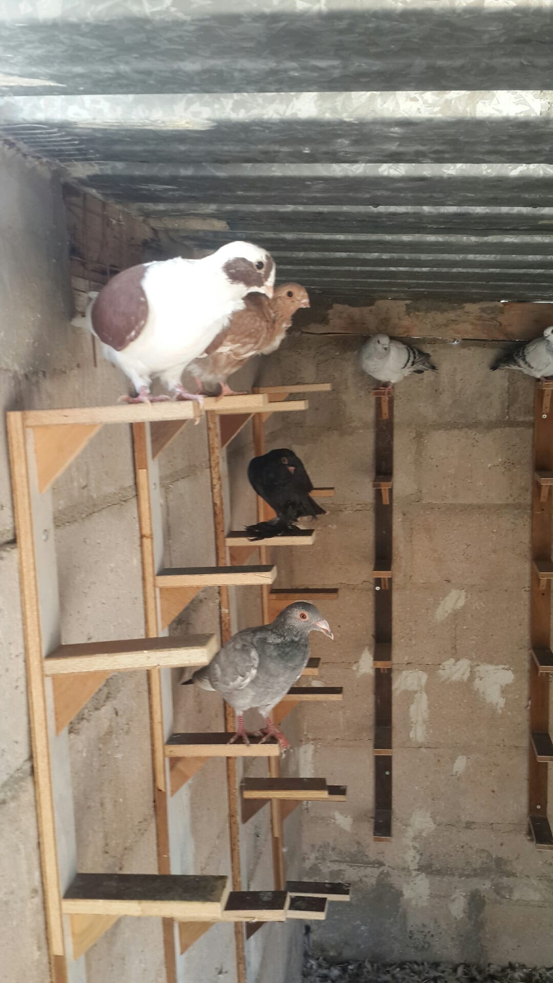 يوجد كوم فراخ انواع فطم جديد واشي بواقي ألوان لا اتابع الرسائل 0796513536 على ال
لا تنسَ أنك شاهدت هذا الإعلان في عنكبوت
07965...