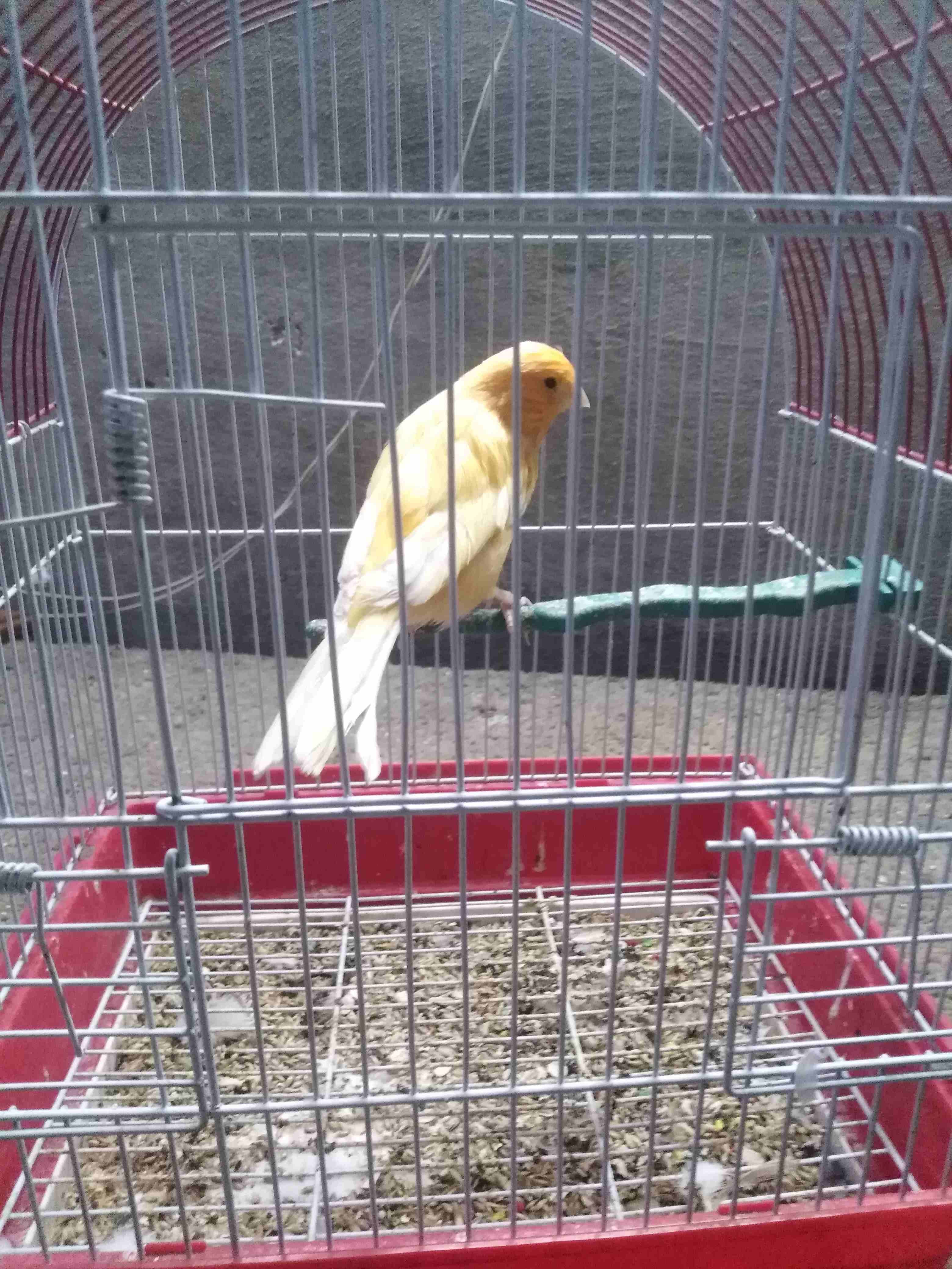 فحل كنار جاهز فيو شويا تشحيم بس بغني وجاهز وهاي رقم تلفون 0785639038
لا تنسَ أنك شاهدت هذا الإعلان في عنكبوت...