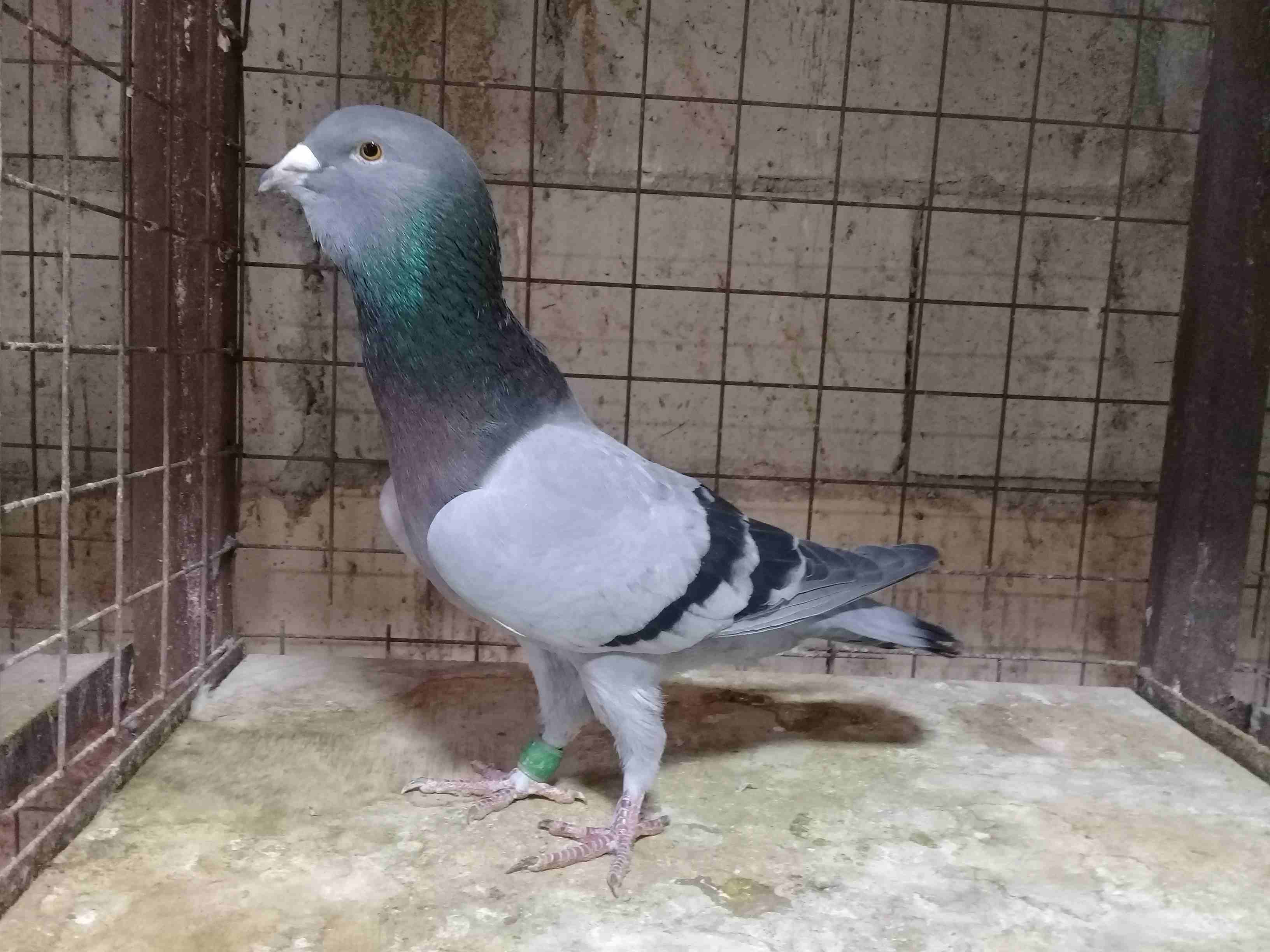 طواير للبيع
لا تنسَ أنك شاهدت هذا الإعلان في عنكبوت
شغالات كفالة...
