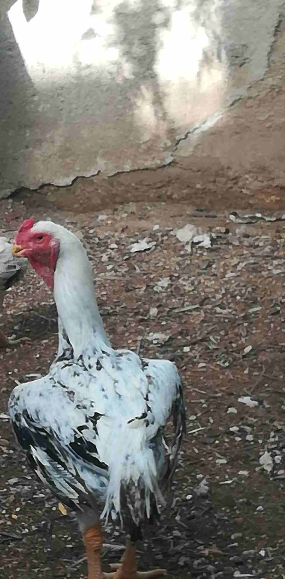 جوز فارسي
لا تنسَ أنك شاهدت هذا الإعلان في عنكبوت
جوز فارسي على وجه شغل للبيع أو البدل على براهما...