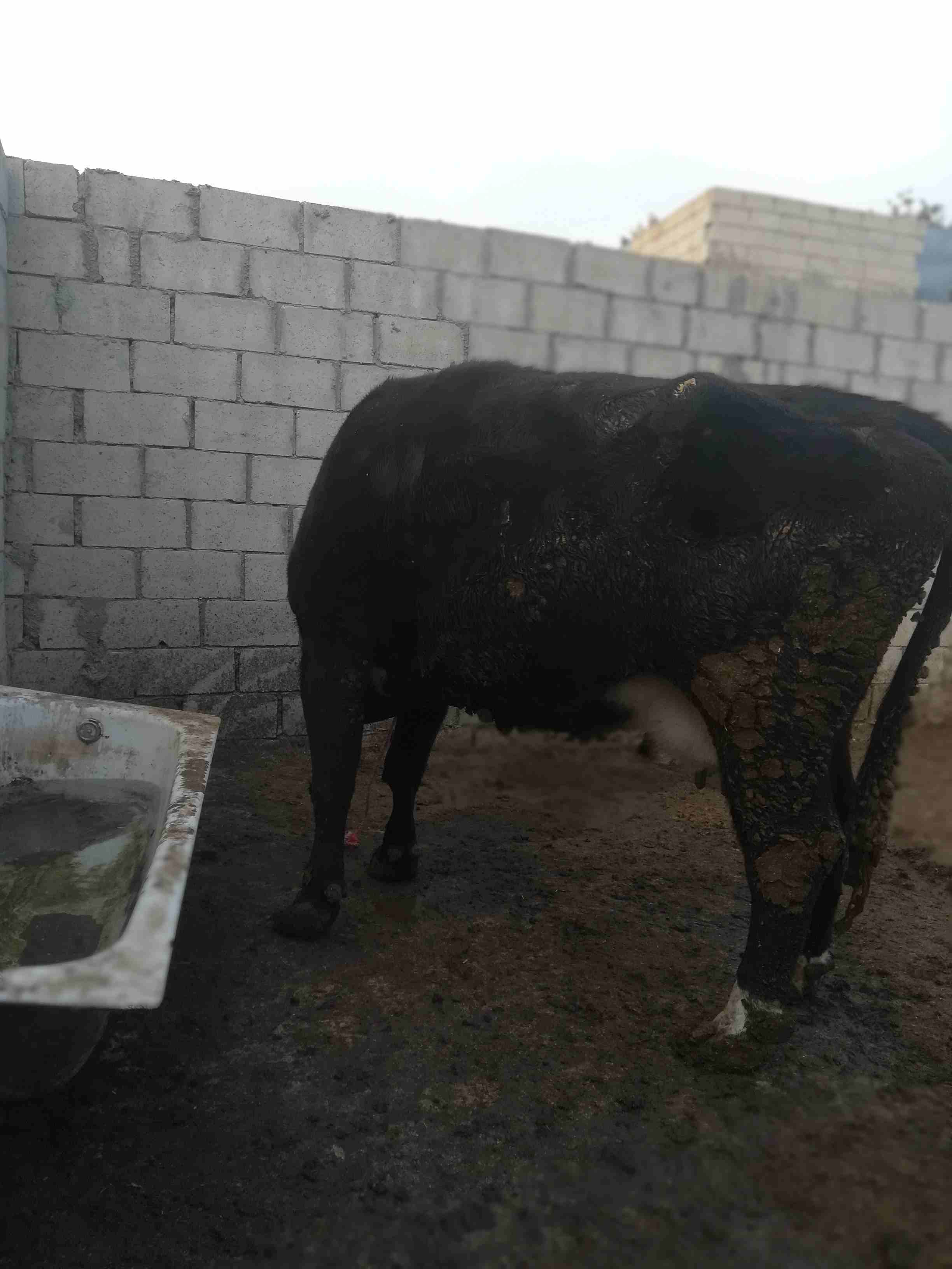 بقره اورقواي عشار
لا تنسَ أنك شاهدت هذا الإعلان في عنكبوت
بقره اورقواي عشار ثمن شهور بطن ثاني صلا...