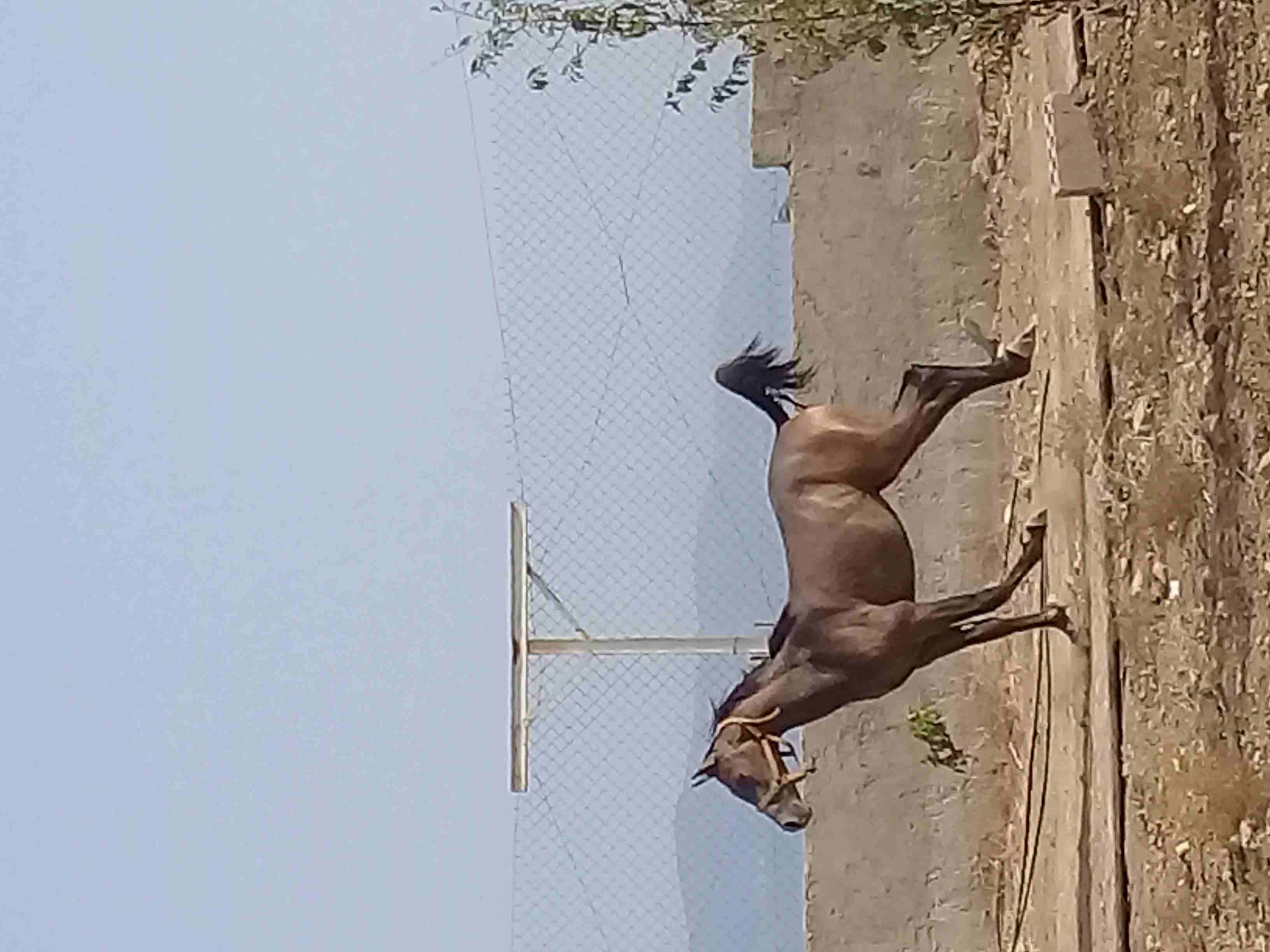 صويلح حي الكماليه
لا تنسَ أنك شاهدت هذا الإعلان في عنكبوت
مهره عربيه العمر سنه و 3شهور
الاستفسا...