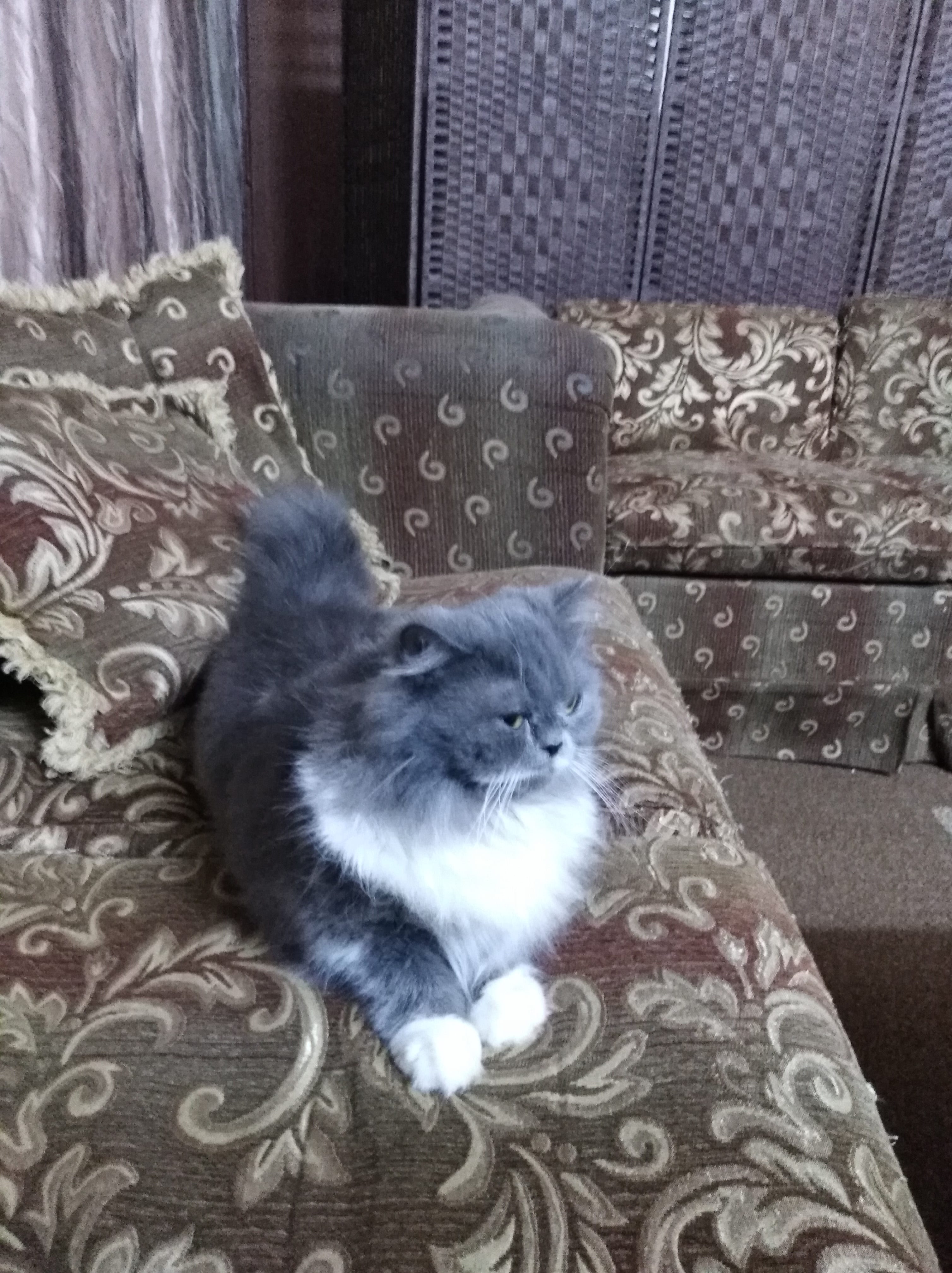 شيرازي.جاهزه لزواج
لا تنسَ أنك شاهدت هذا الإعلان في عنكبوت
رمادي بابيض .اصول بيضاء...